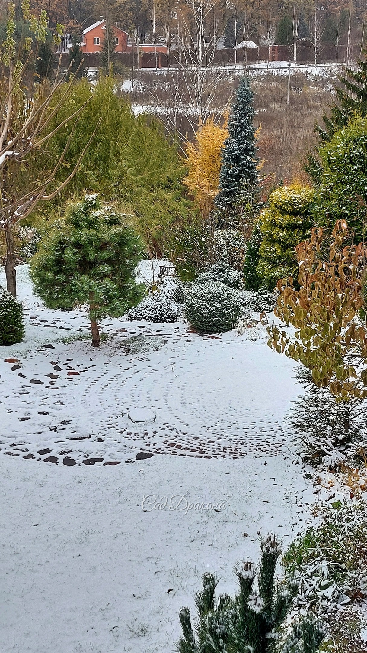 Вчера и сегодня ❄️ С первым снегом! Надеюсь, он скоро растает, и помчимся сажать недосаженное 🪻🌲😅