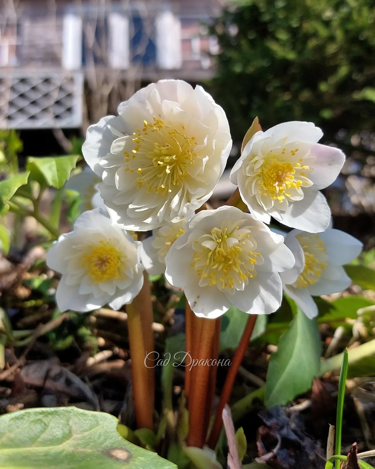 Весь в бутонах один сорт морозника чёрного (Helleborus niger) - фото 3 снято сегодня.☘️ А на первых двух весеннее цветение 💮