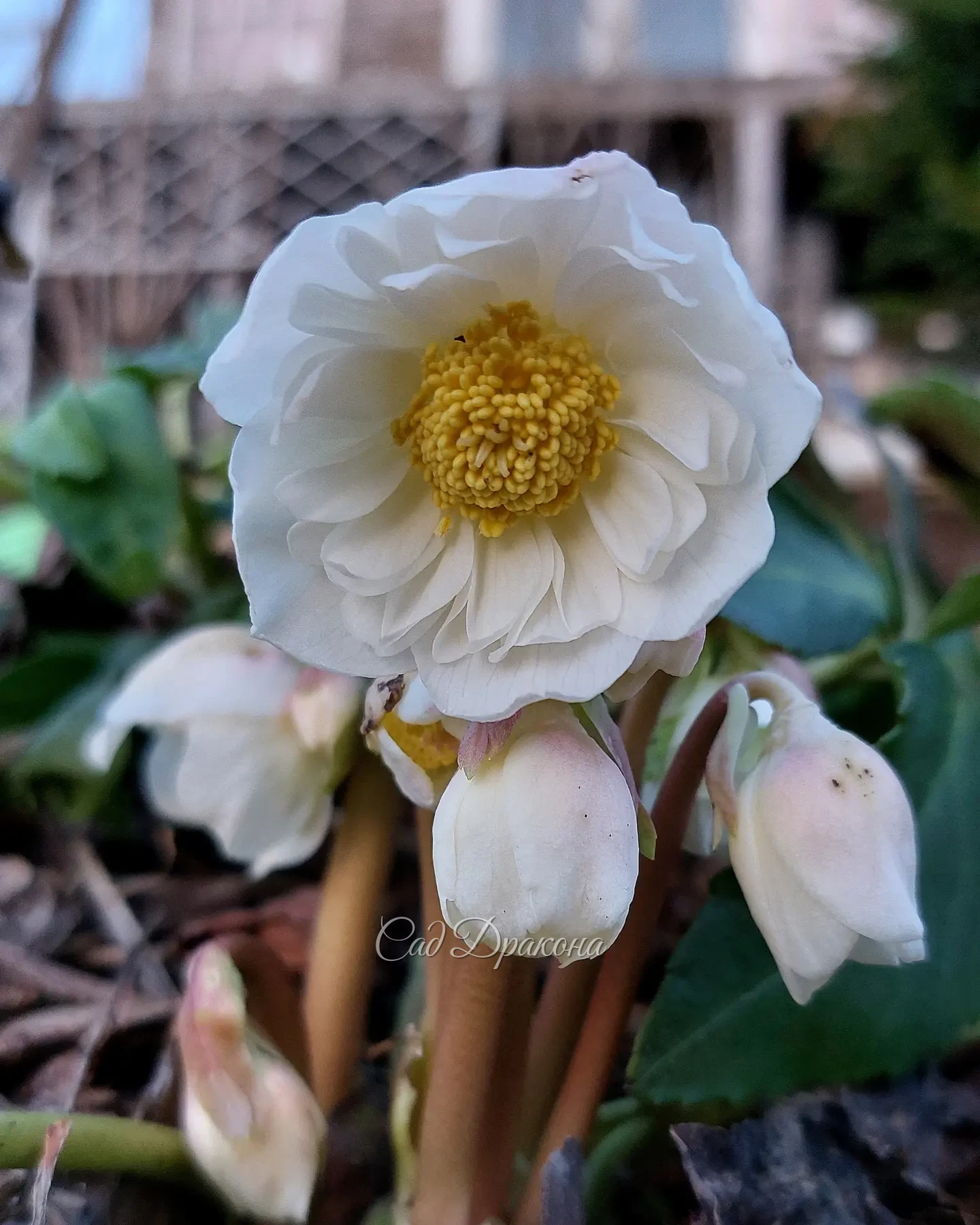 Весь в бутонах один сорт морозника чёрного (Helleborus niger) - фото 3 снято сегодня.☘️ А на первых двух весеннее цветение 💮