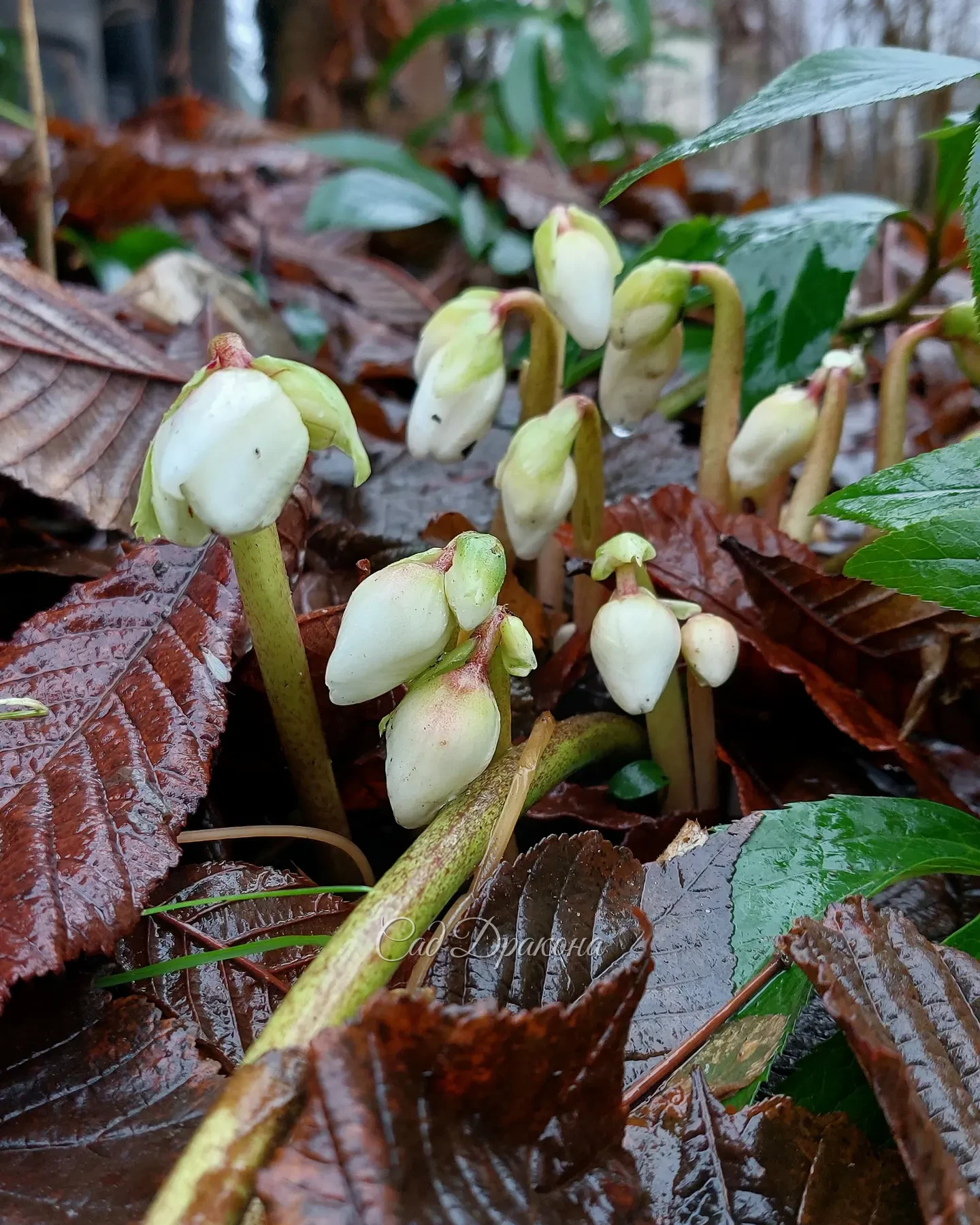 Весь в бутонах один сорт морозника чёрного (Helleborus niger) - фото 3 снято сегодня.☘️ А на первых двух весеннее цветение 💮
