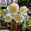 Весь в бутонах один сорт морозника чёрного (Helleborus niger) - фото 3 снято сегодня.☘️ А на первых двух весеннее цветение 💮