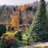 Золотые деревья ноября 🍂☀️🌲 Дуб красный в нижнем саду, лиственница кемпфера Диана у костровой площадки, лиственница сибирская у калитки 🍂🧡