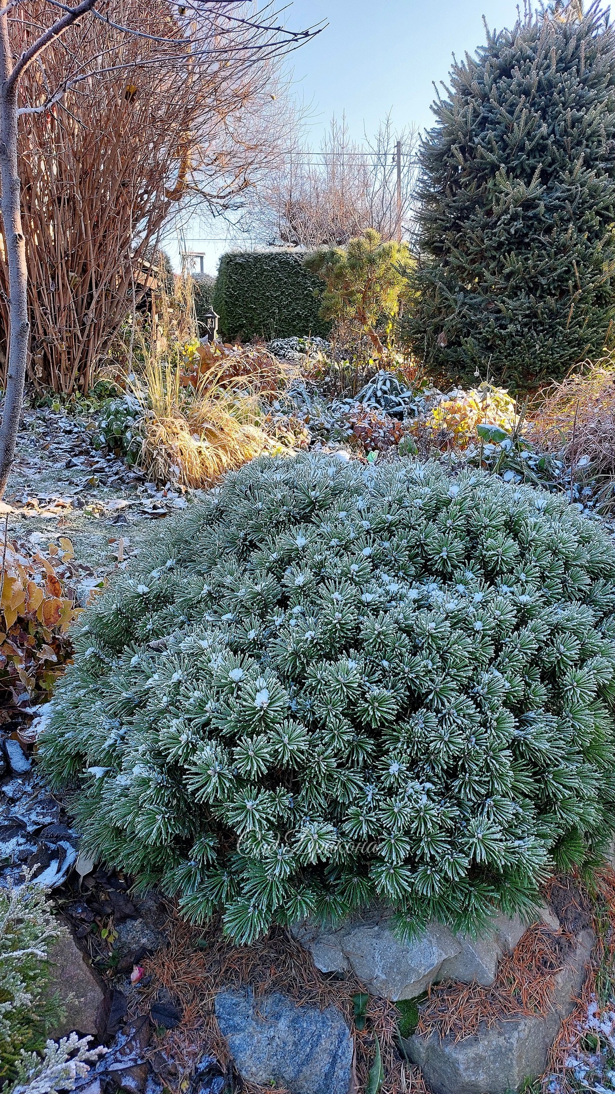 Иней и солнце - лучше украшение сада поздней осенью 🌾❄🍂 Готова каждый день любоваться! 🙂