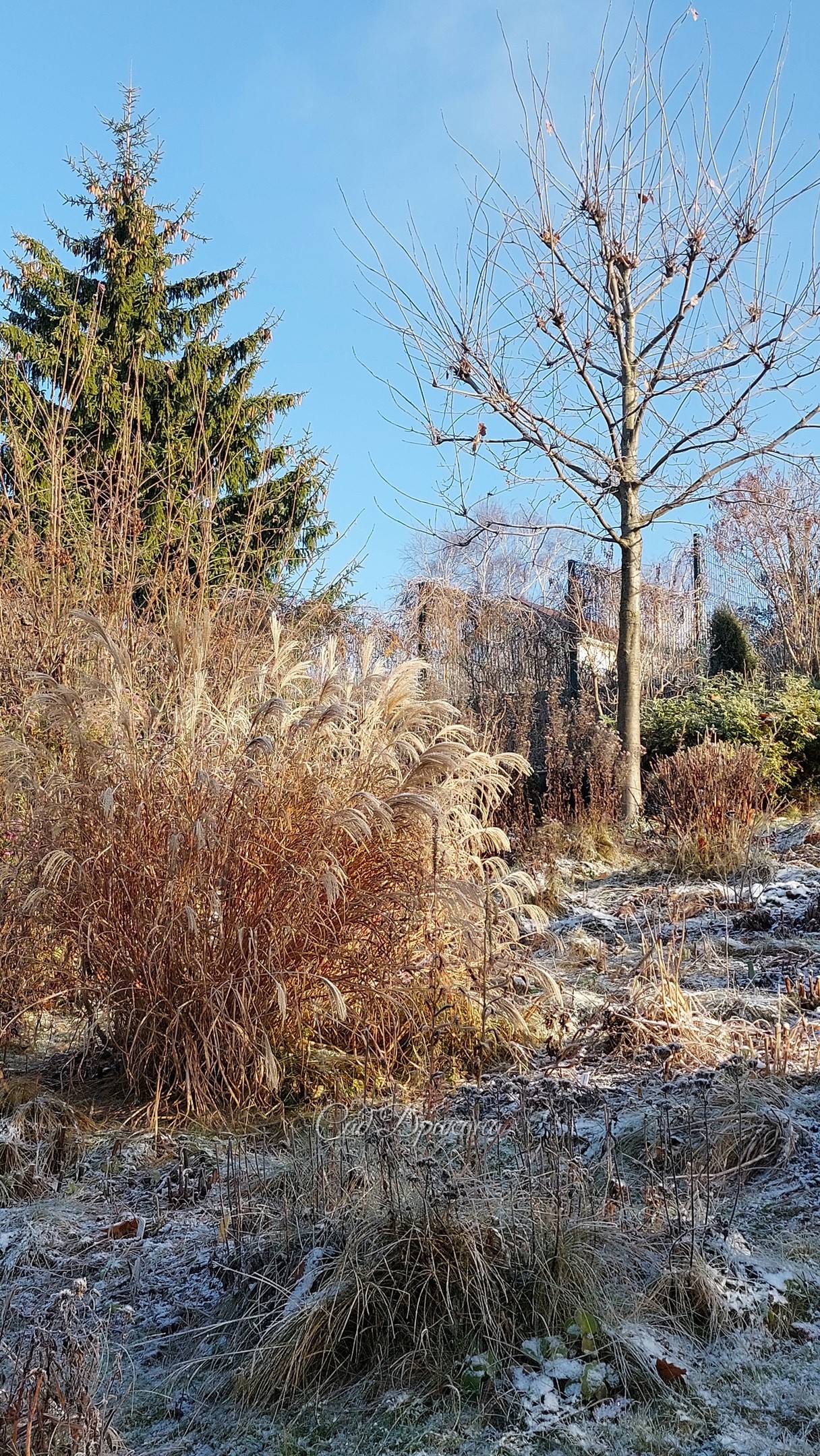Иней и солнце - лучше украшение сада поздней осенью 🌾❄🍂 Готова каждый день любоваться! 🙂