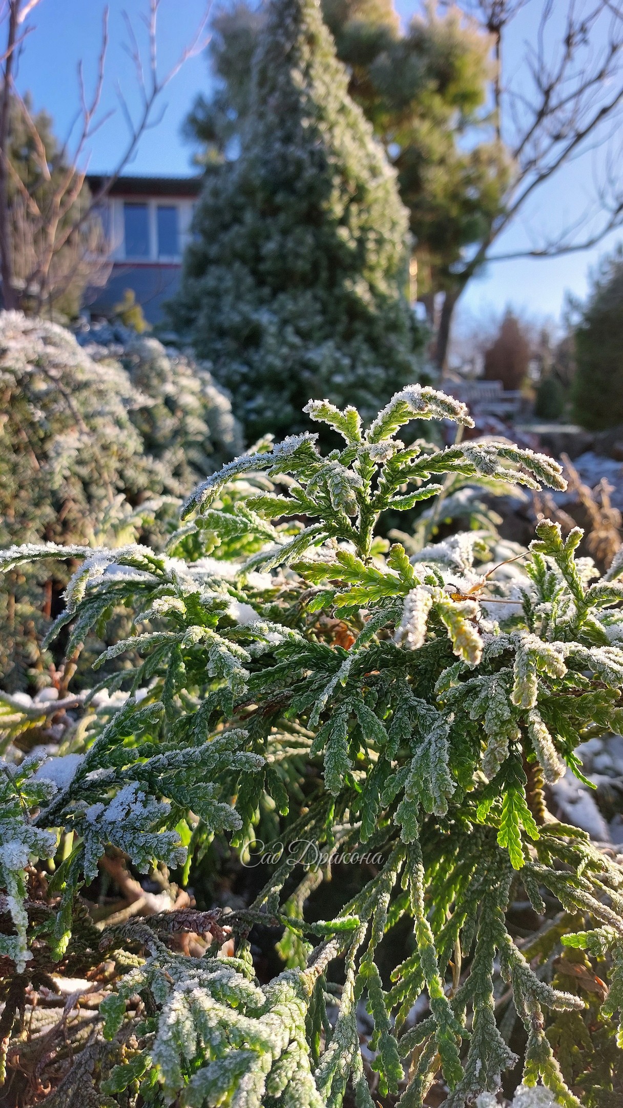Иней и солнце - лучше украшение сада поздней осенью 🌾❄🍂 Готова каждый день любоваться! 🙂