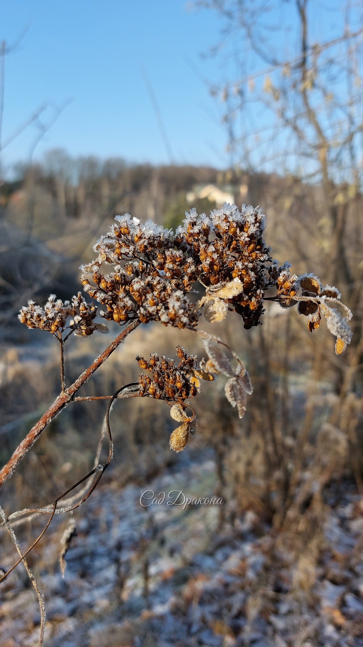 Иней и солнце - лучше украшение сада поздней осенью 🌾❄🍂 Готова каждый день любоваться! 🙂