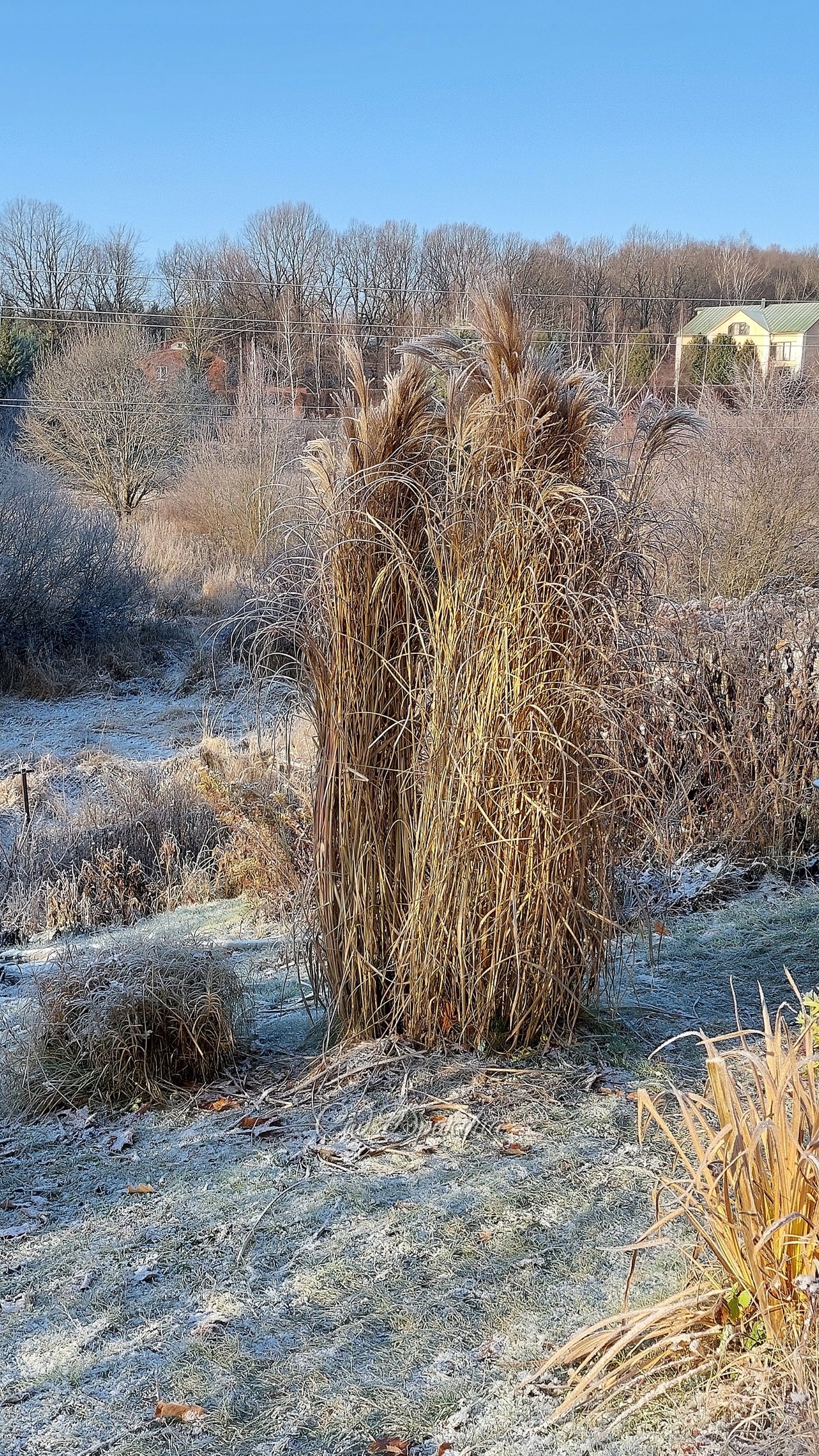 Травки 🌾🌿❄ Вчера в инее ❄❄❄