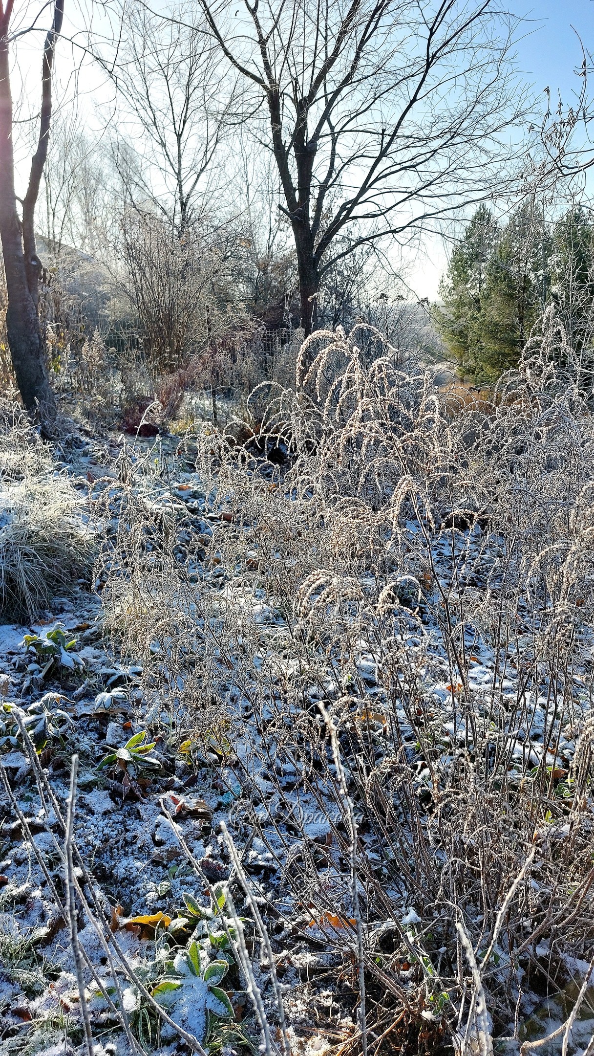 Травки 🌾🌿❄ Вчера в инее ❄❄❄