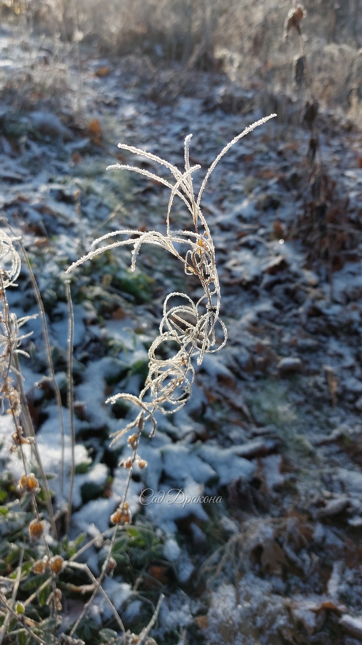 Травки 🌾🌿❄ Вчера в инее ❄❄❄