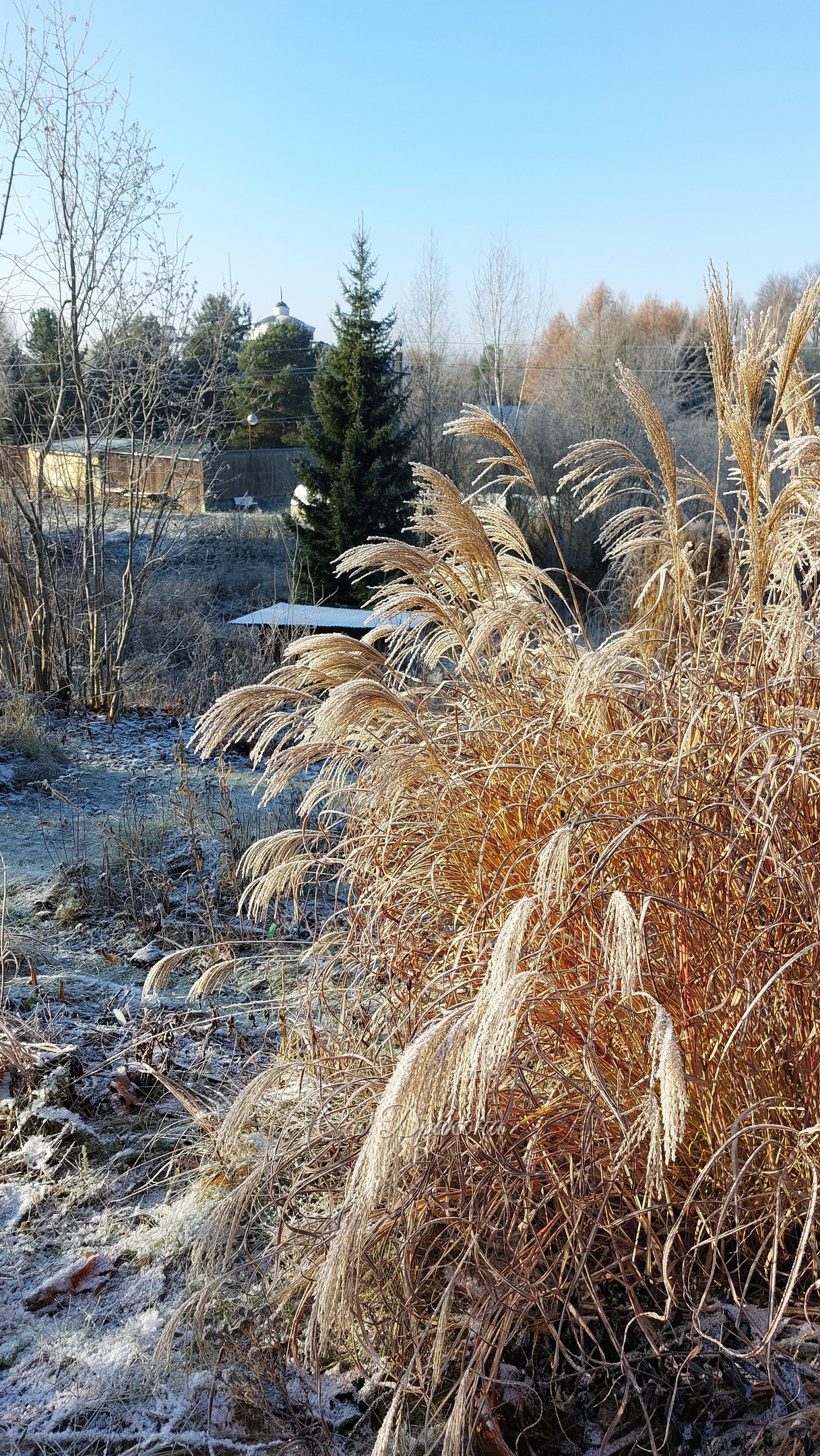 Травки 🌾🌿❄ Вчера в инее ❄❄❄