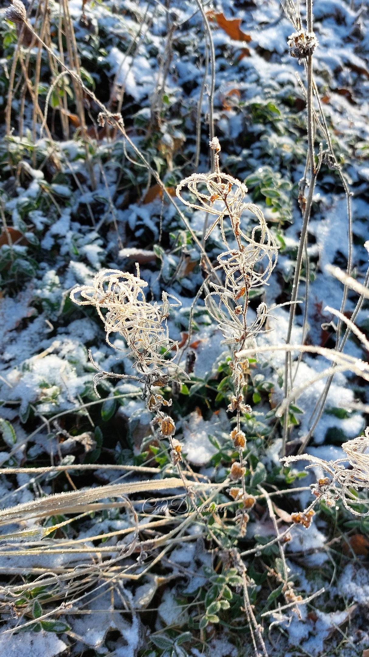 Травки 🌾🌿❄ Вчера в инее ❄❄❄