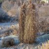 Травки 🌾🌿❄ Вчера в инее ❄❄❄