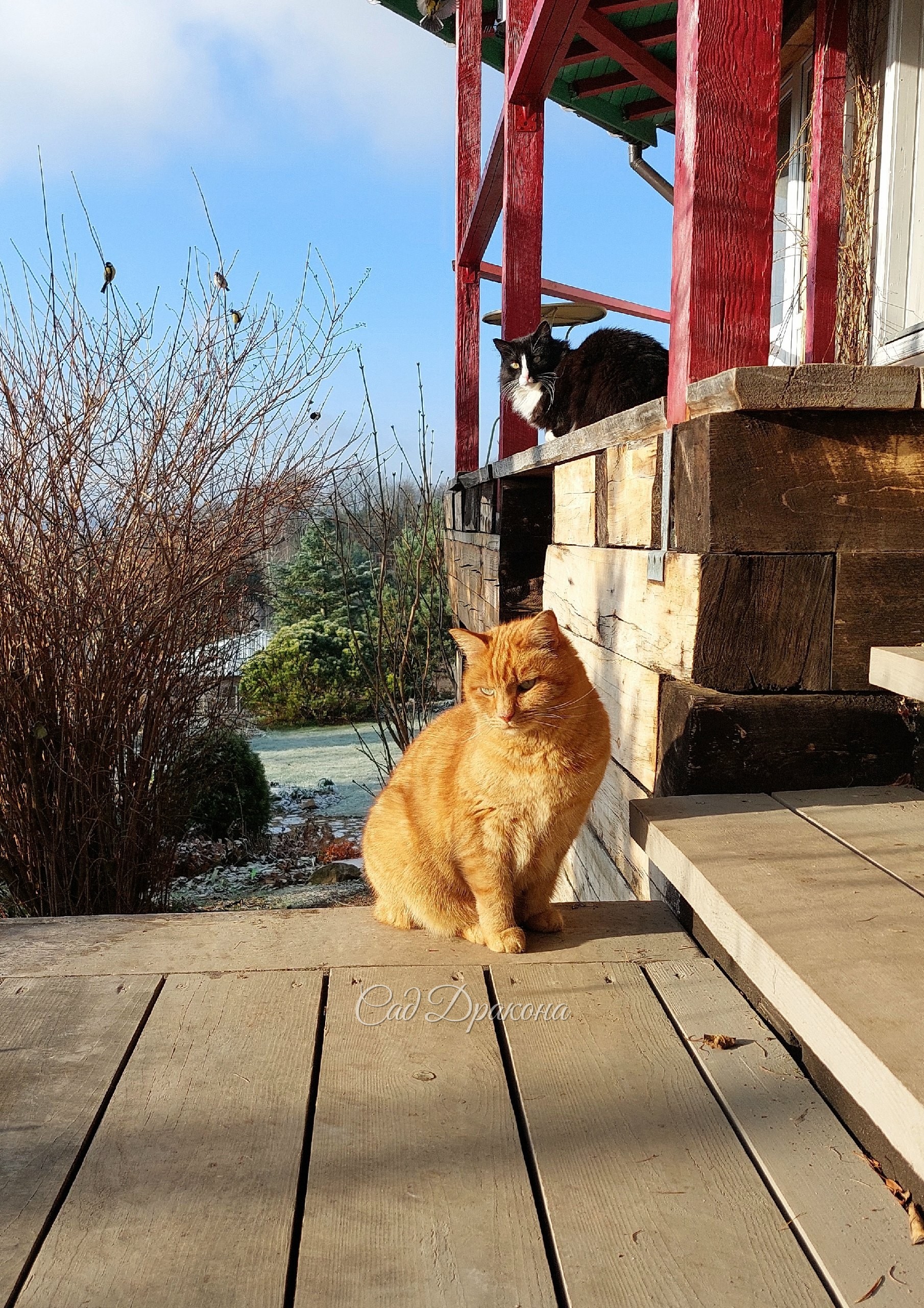 Давно мы не показывали котиков 🐈🐈