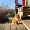 Давно мы не показывали котиков 🐈🐈