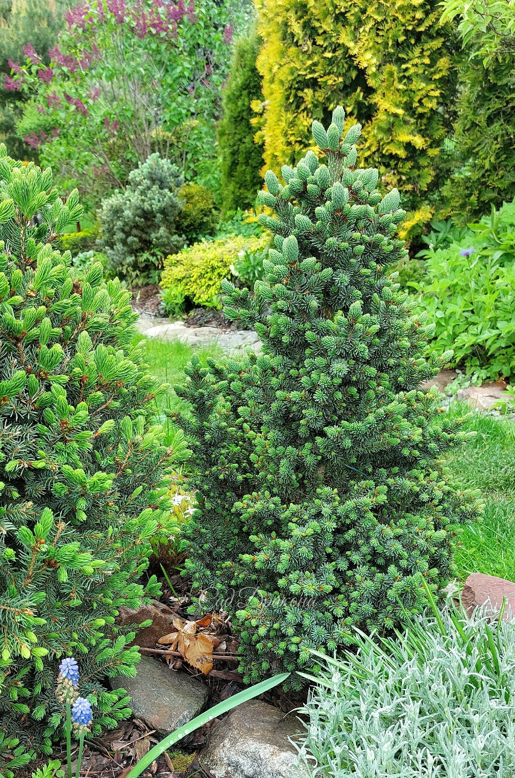 Про эти три канадские ёлочки (picea glauca) всегда спрашивают гости нашего сада. Они и правда, очень отличаются от видовой нормы ).