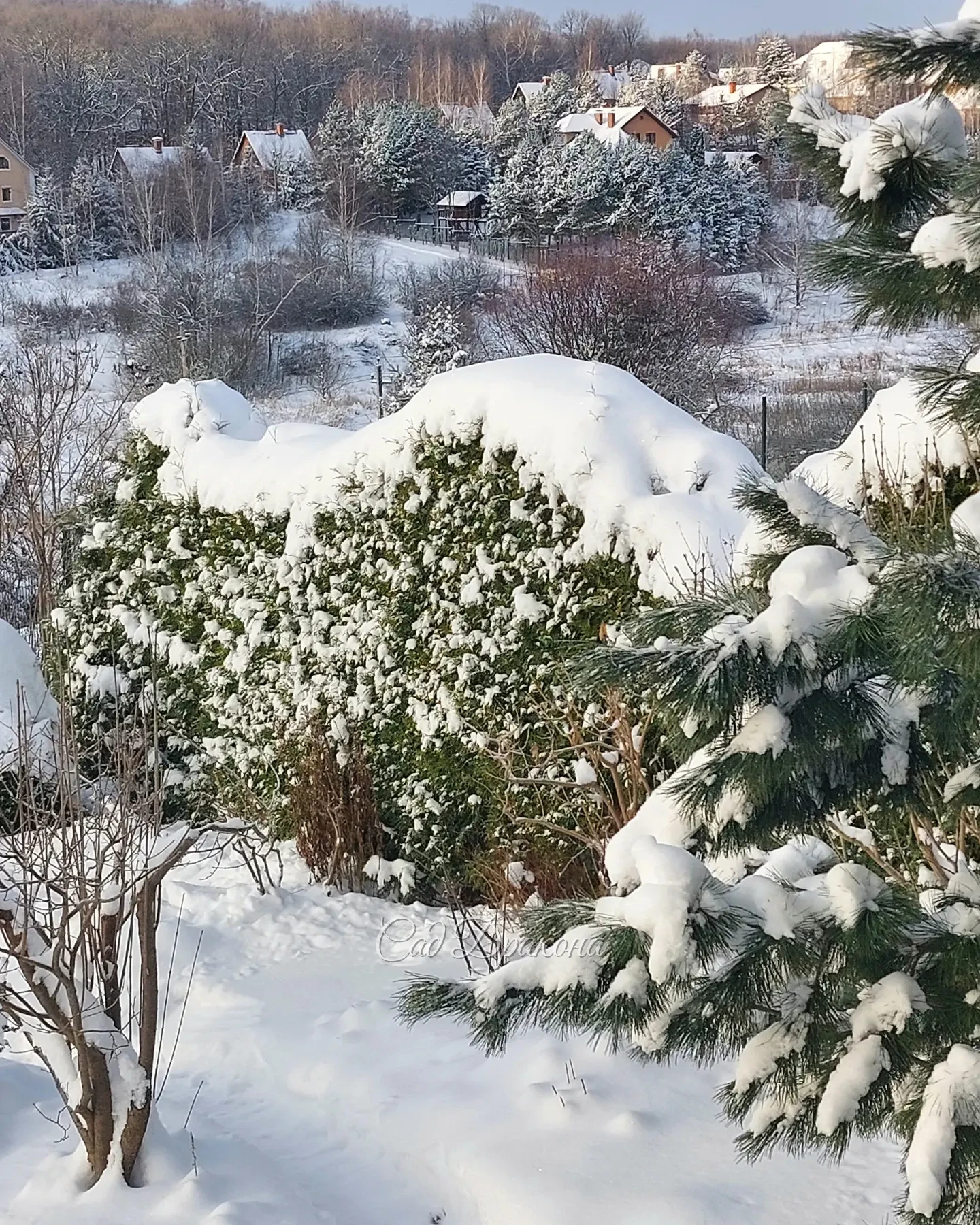 Зима взялась за дело всерьёз - снега по ушки (котикам) ❄️🐈 А нам местами по-колено ) Теперь надвигается мороз, сегодня утром -10°, а скоро будет -20°!