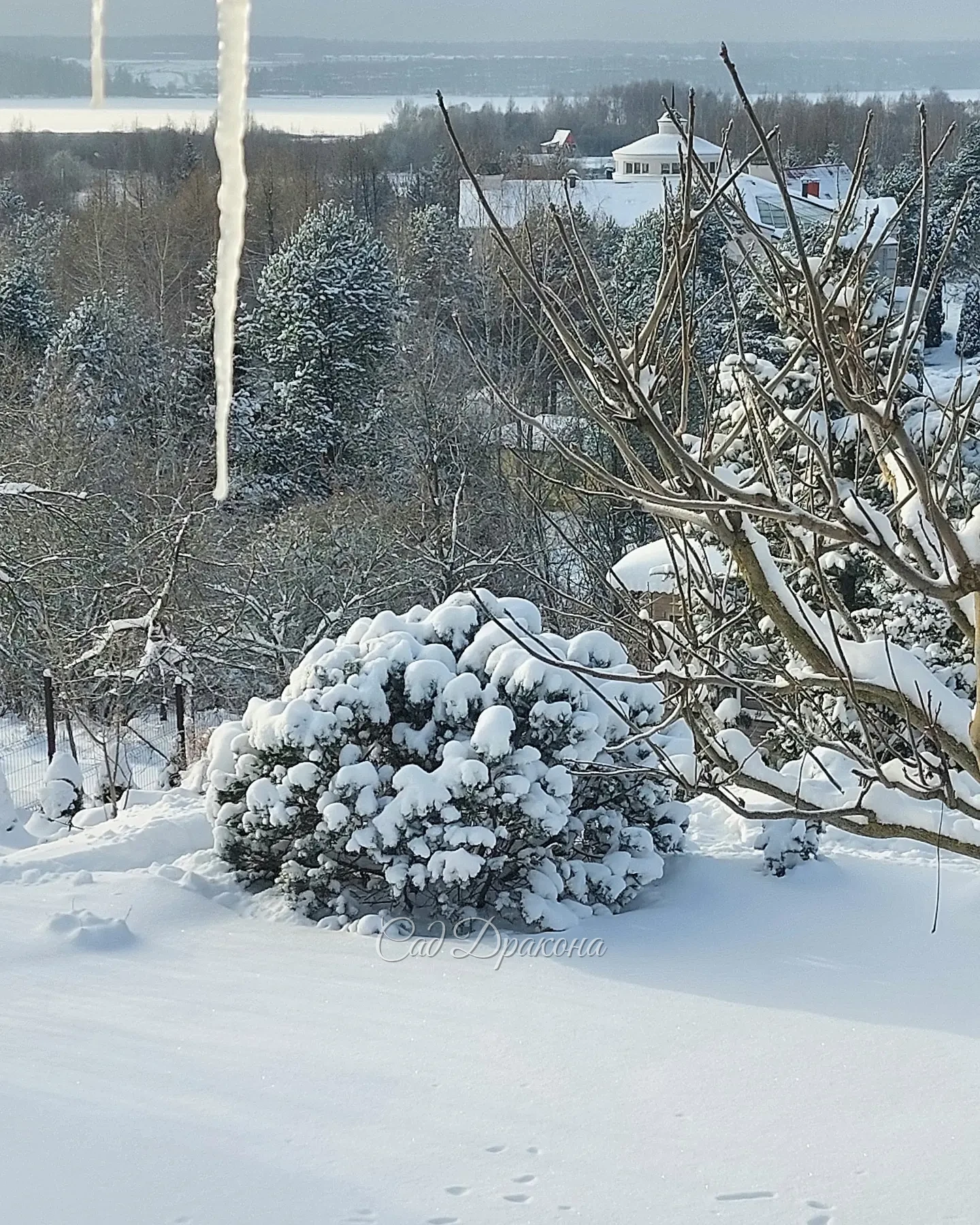 Зима взялась за дело всерьёз - снега по ушки (котикам) ❄️🐈 А нам местами по-колено ) Теперь надвигается мороз, сегодня утром -10°, а скоро будет -20°!