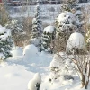 Зима взялась за дело всерьёз - снега по ушки (котикам) ❄️🐈 А нам местами по-колено ) Теперь надвигается мороз, сегодня утром -10°, а скоро будет -20°!