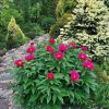 И ещё один ранний пион на фоне хвойных 🌺🌲 Это "Либориа Маас" шведского гибридизатора Фокнера (Liboria Maas, Prof. H. W. Fawkner, 2003г)
