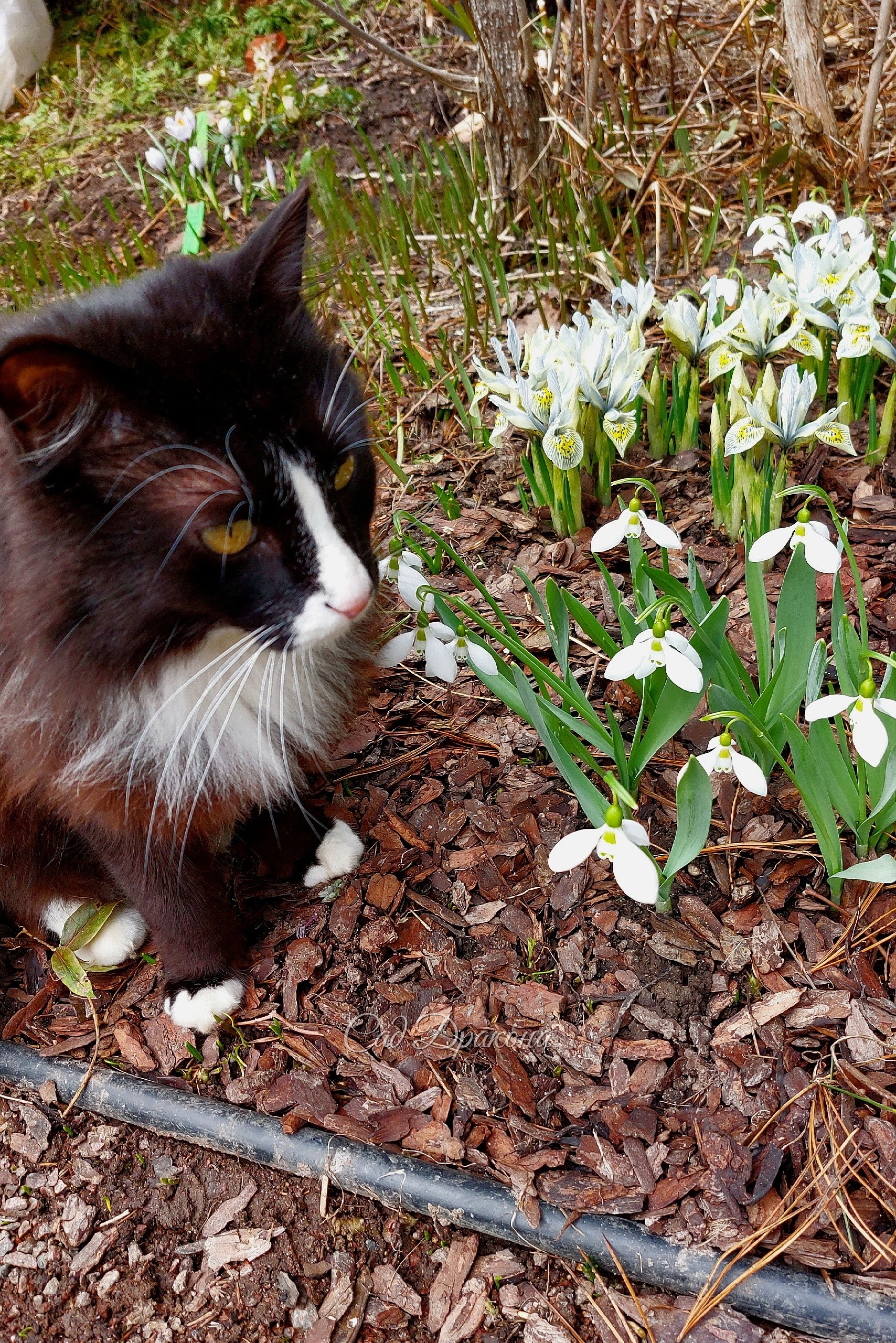 Открываем новую рубрику "Котики в саду"! ☘️🐈 Хотя поймать кота в объектив в статичном состоянии непросто, они у нас очень подвижные, а Персик так и вовсе уходит, завидя камеру, 😽 но мне везло в прошлом сезоне и такие фото есть ))