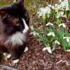 Открываем новую рубрику "Котики в саду"! ☘️🐈 Хотя поймать кота в объектив в статичном состоянии непросто, они у нас очень подвижные, а Персик так и вовсе уходит, завидя камеру, 😽 но мне везло в прошлом сезоне и такие фото есть ))