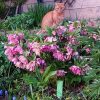 Тему котиков и первоцветов продолжают морозники 🌸 Персик и морозник Rock-n-Roll, Оссе под Elegance Pearl.