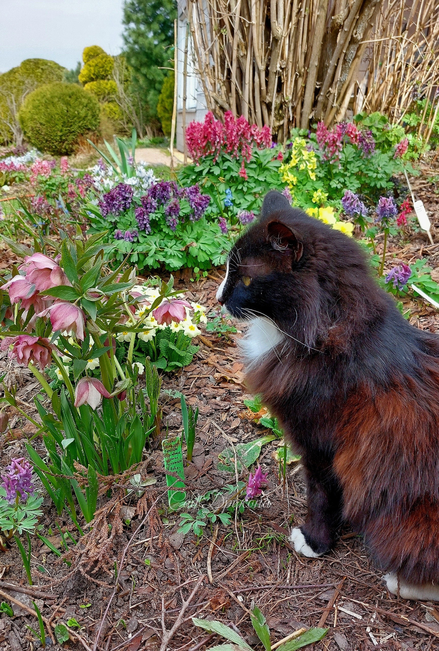 🌸 Сегодня в рубрике "Котики в саду" Оссе предствляет хохлатки 🌸