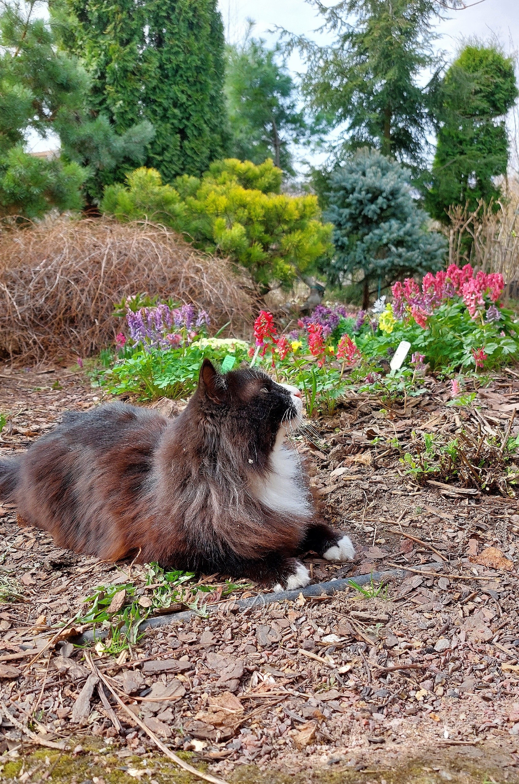 🌸 Сегодня в рубрике "Котики в саду" Оссе предствляет хохлатки 🌸