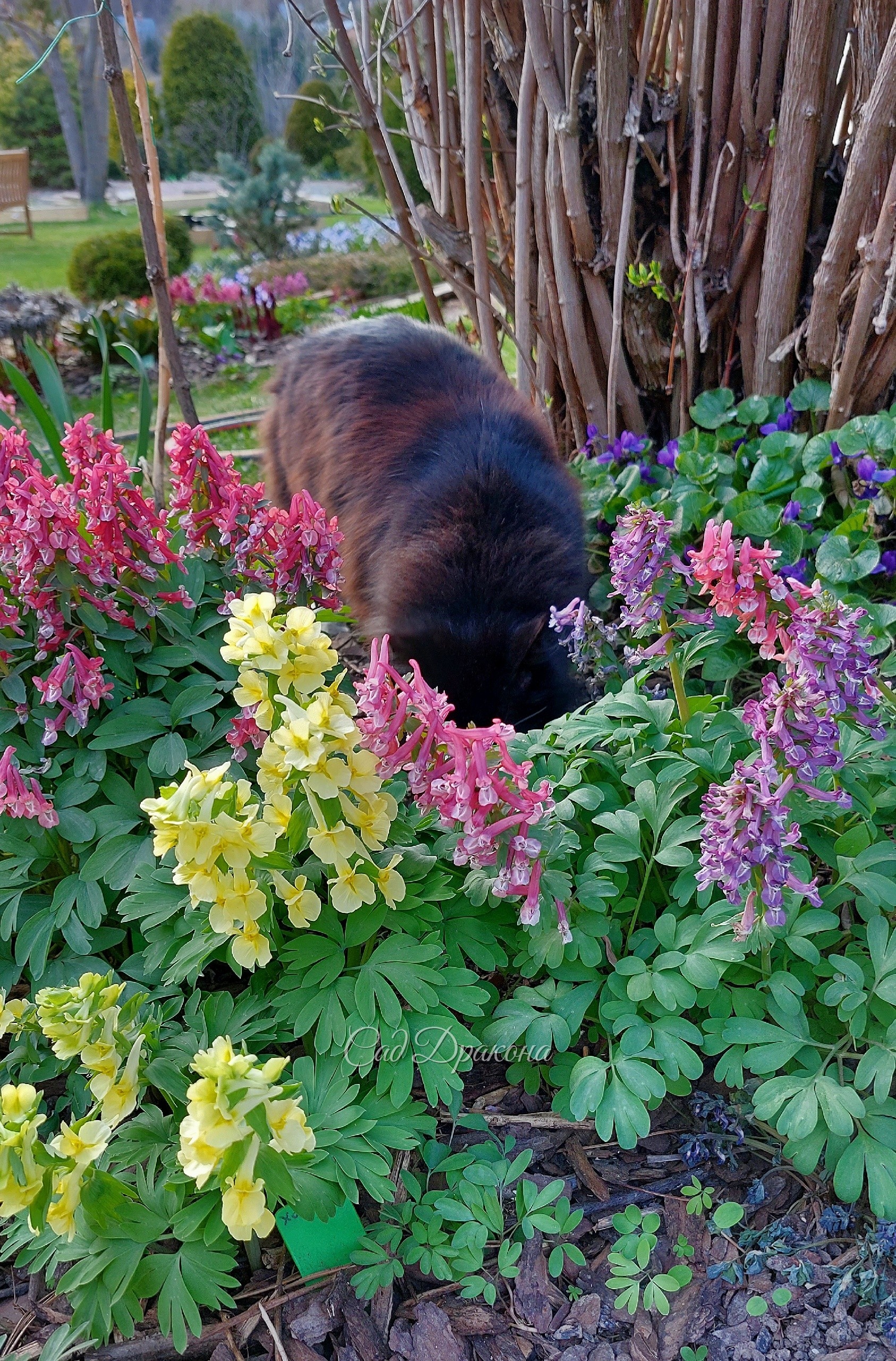 🌸 Сегодня в рубрике "Котики в саду" Оссе предствляет хохлатки 🌸