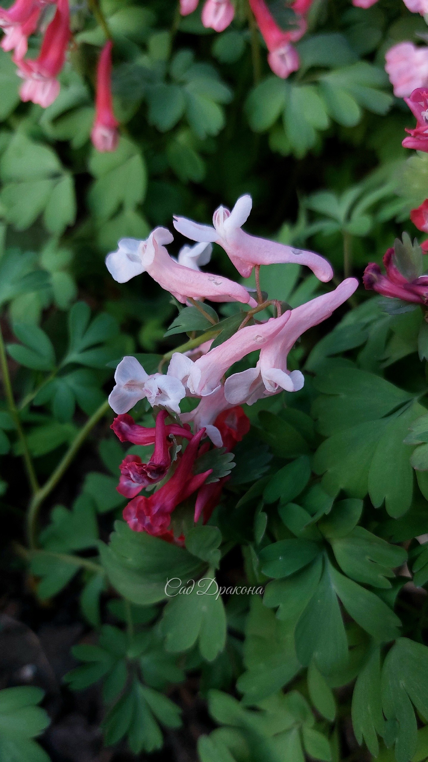 🌸 Продолжаем про хохлатки 🌸