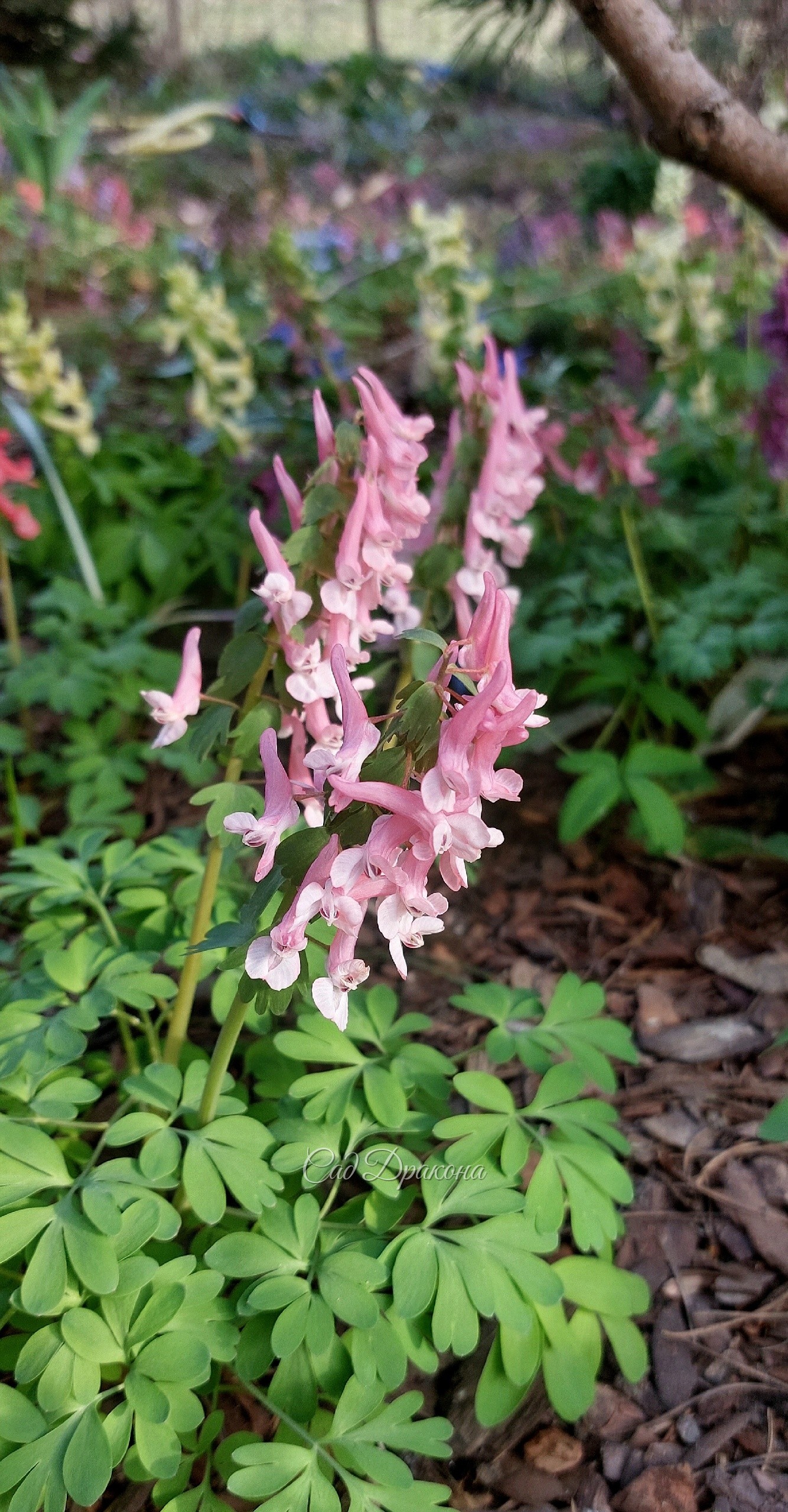 🌸 Продолжаем про хохлатки 🌸
