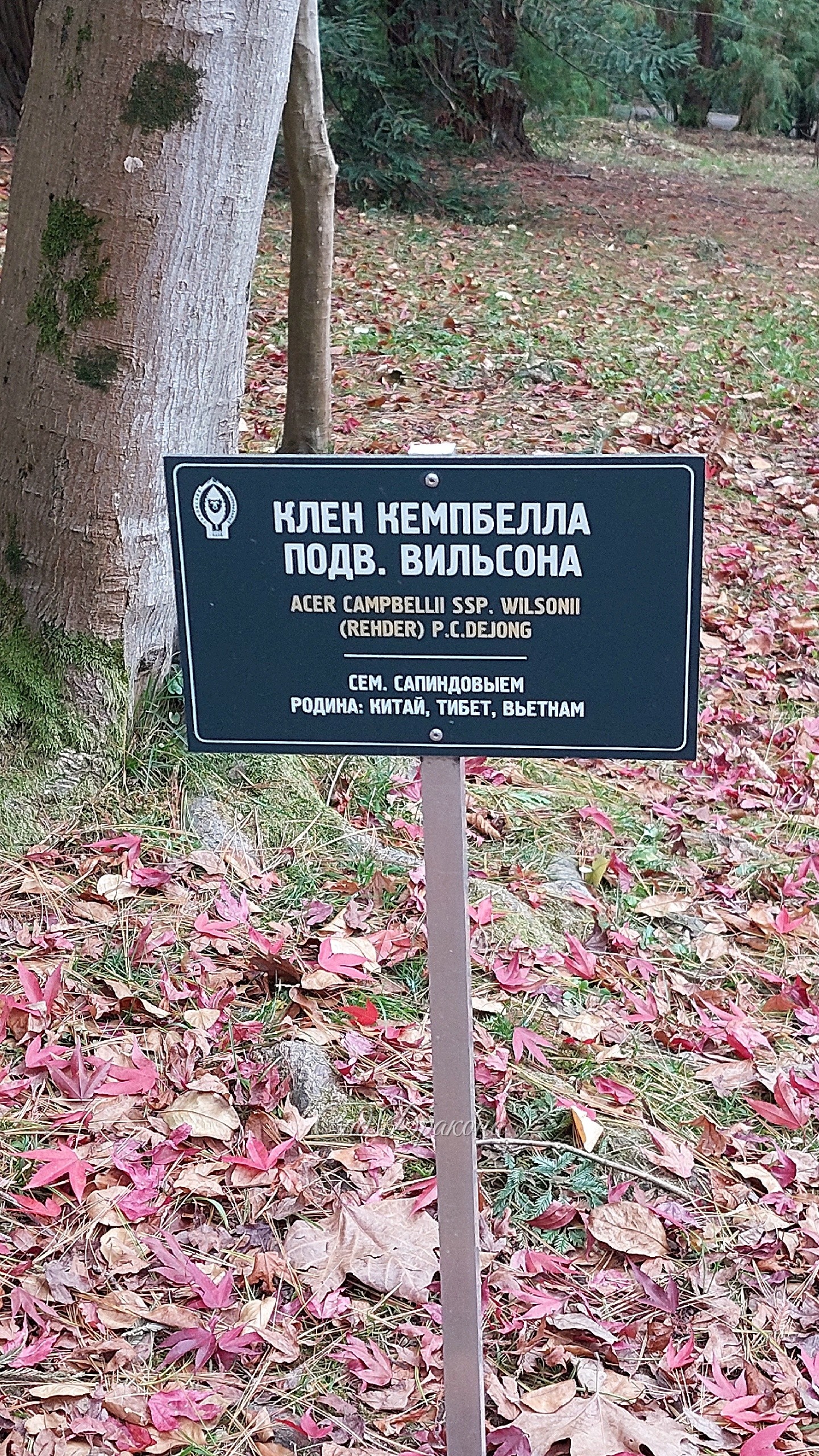 🍁 Два новых вида клёна встретились нам в поездке - с красными сейчас трёхлопастными листьями клён Кемпбелла подвид Вильсона горел пожаром в Сочинском дендрарии. Он как магнитом притягивал посетителей! 🔥