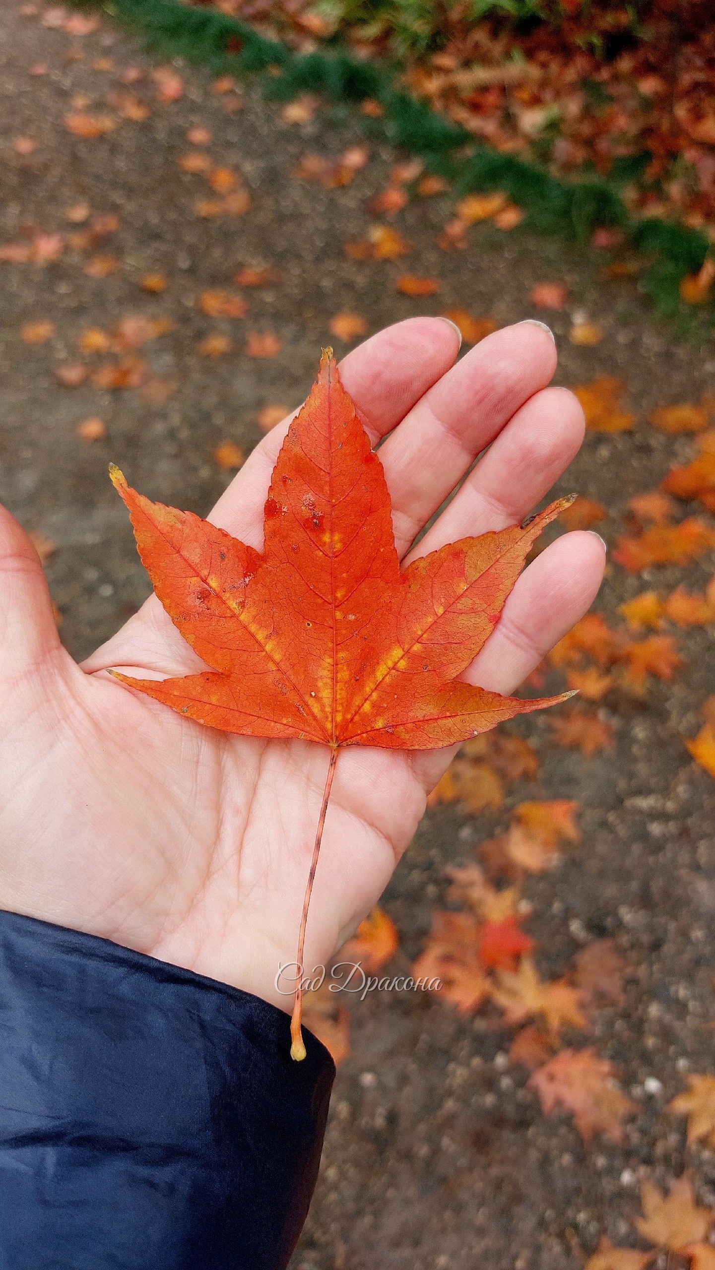 🍁 Два новых вида клёна встретились нам в поездке - с красными сейчас трёхлопастными листьями клён Кемпбелла подвид Вильсона горел пожаром в Сочинском дендрарии. Он как магнитом притягивал посетителей! 🔥