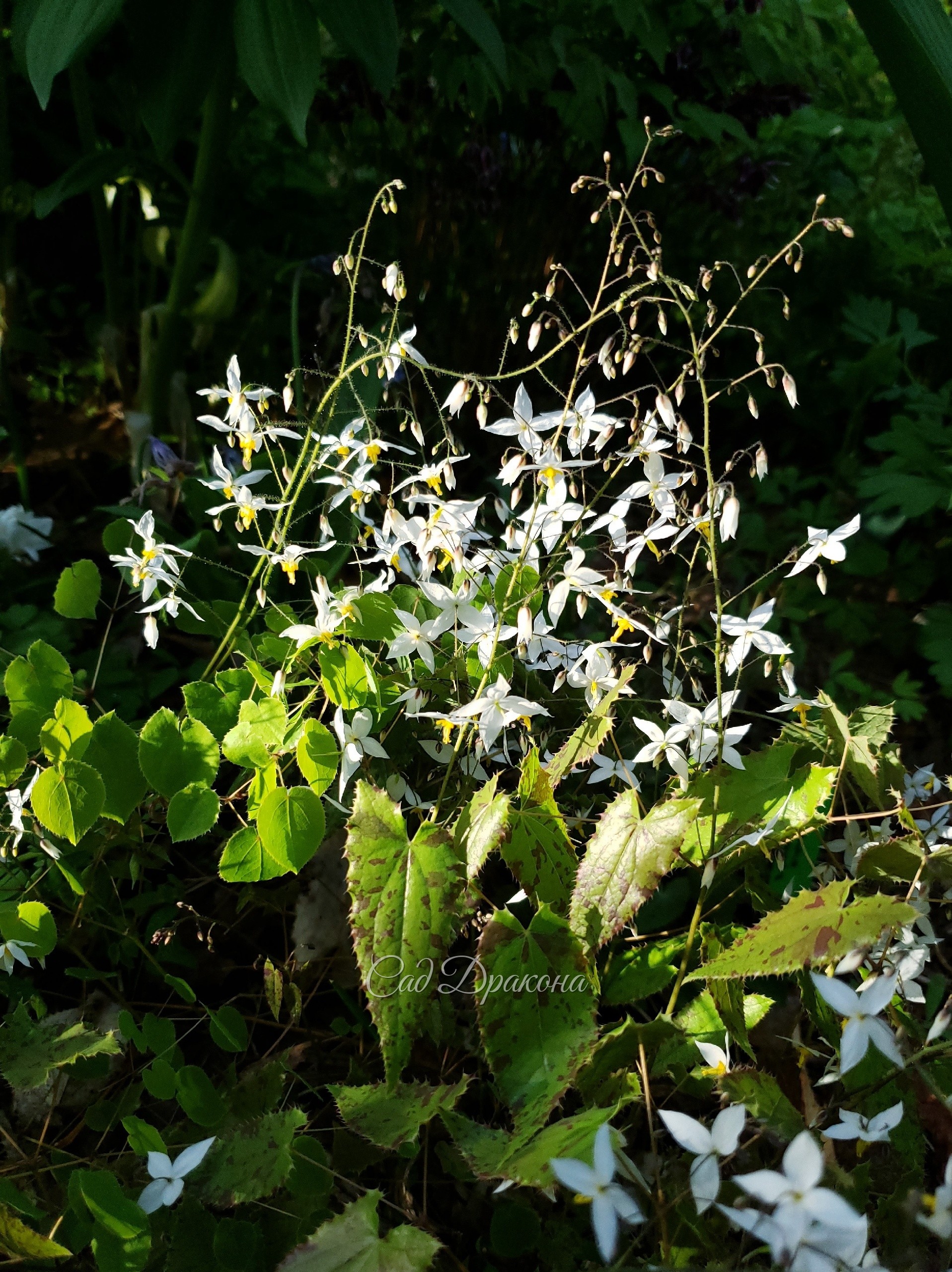 Epimedium brevicurnu и Epimedium stellutatum (Горянка звёздчатая)
