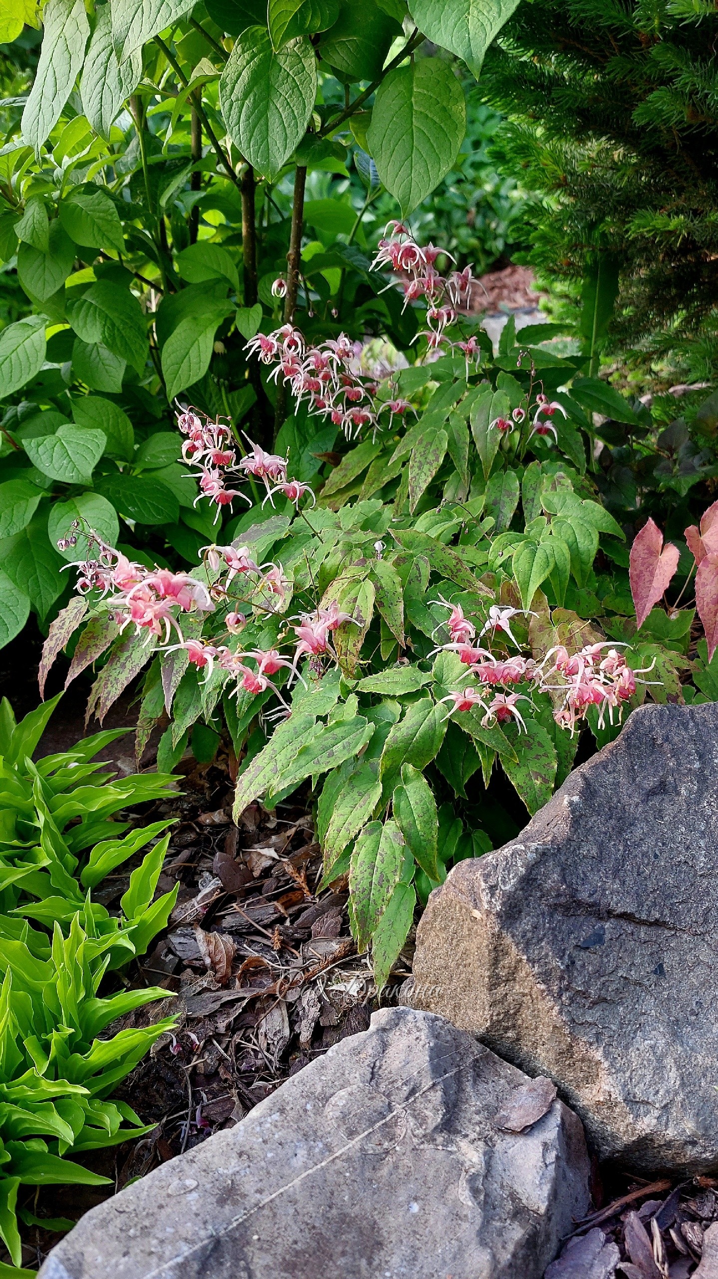 Epimedium  × Pink Shampagne
