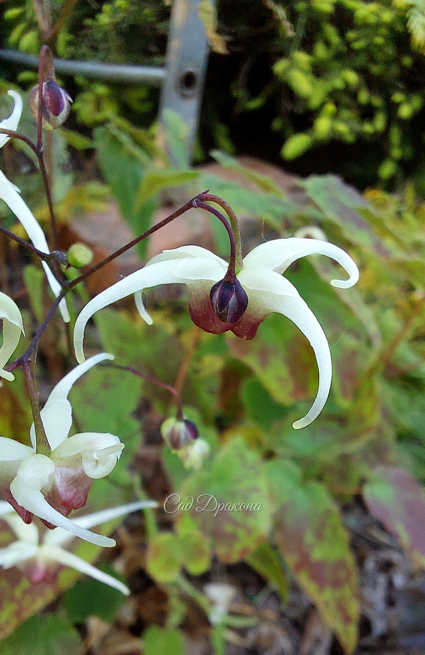 Epimedium × Domino