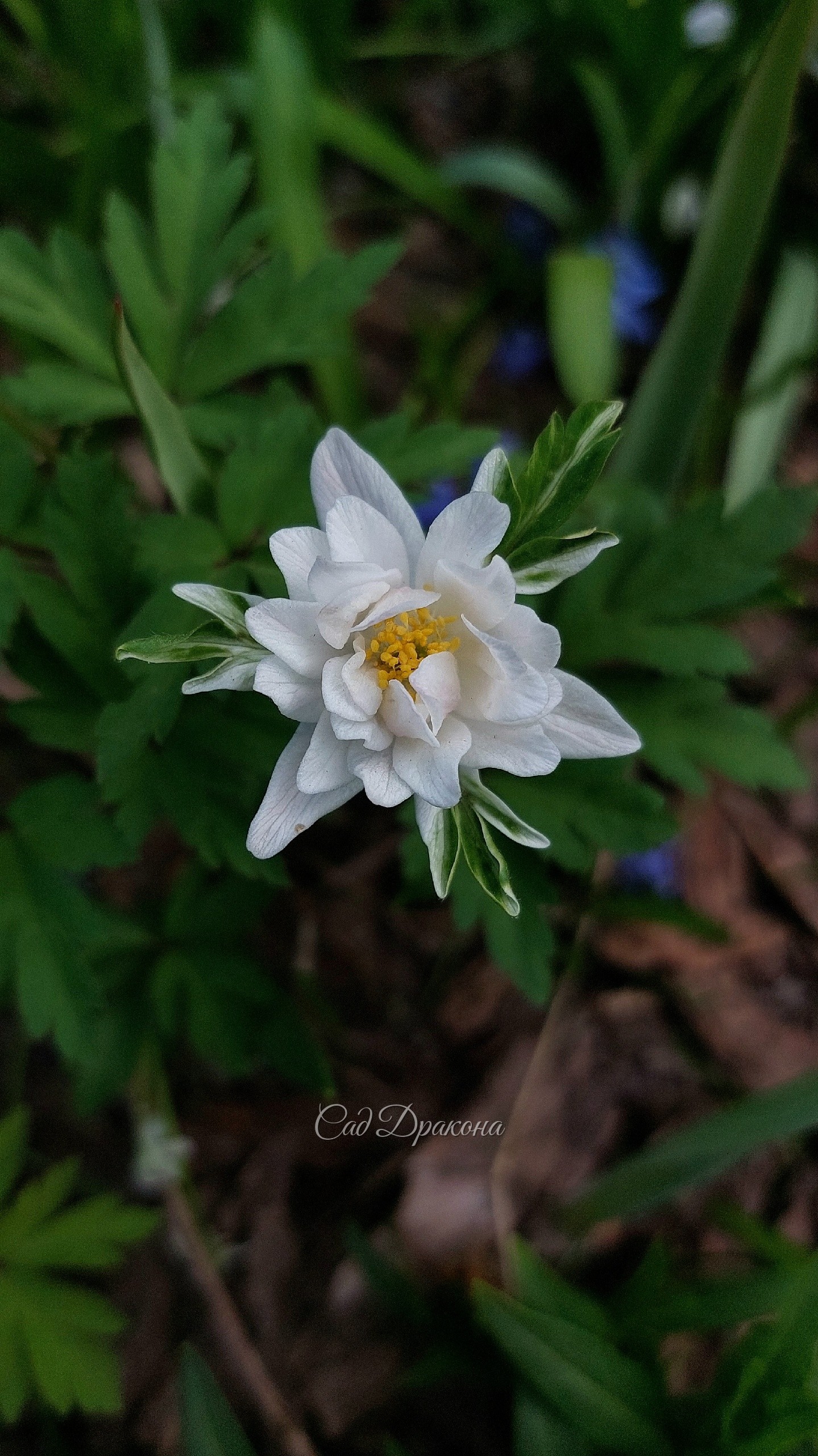 Anemone Maret