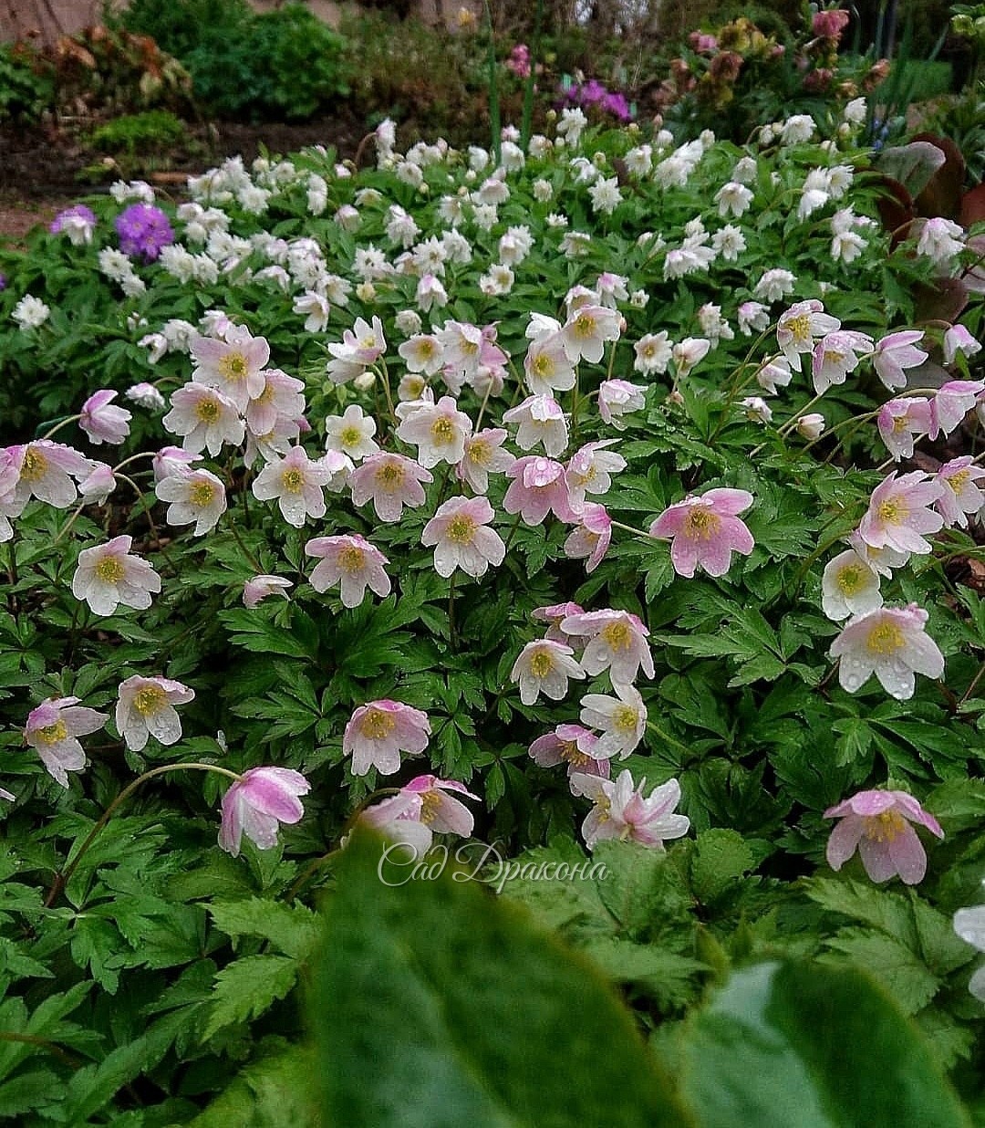 Anemone Frühlingsfee вначале белая, потом розовеет, доходя до свекольного цвета