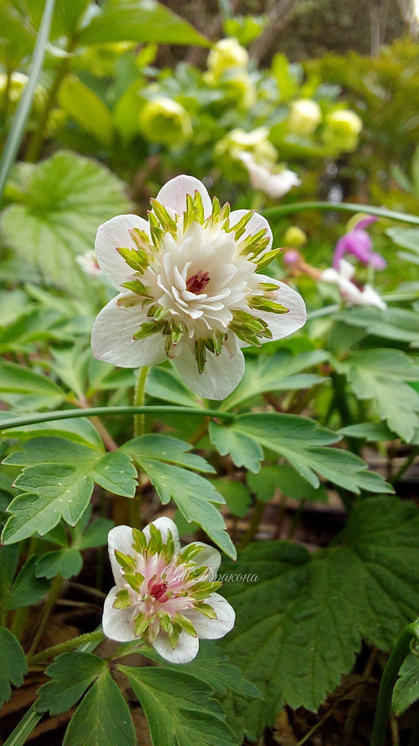 Anemone nemorosa Thekla