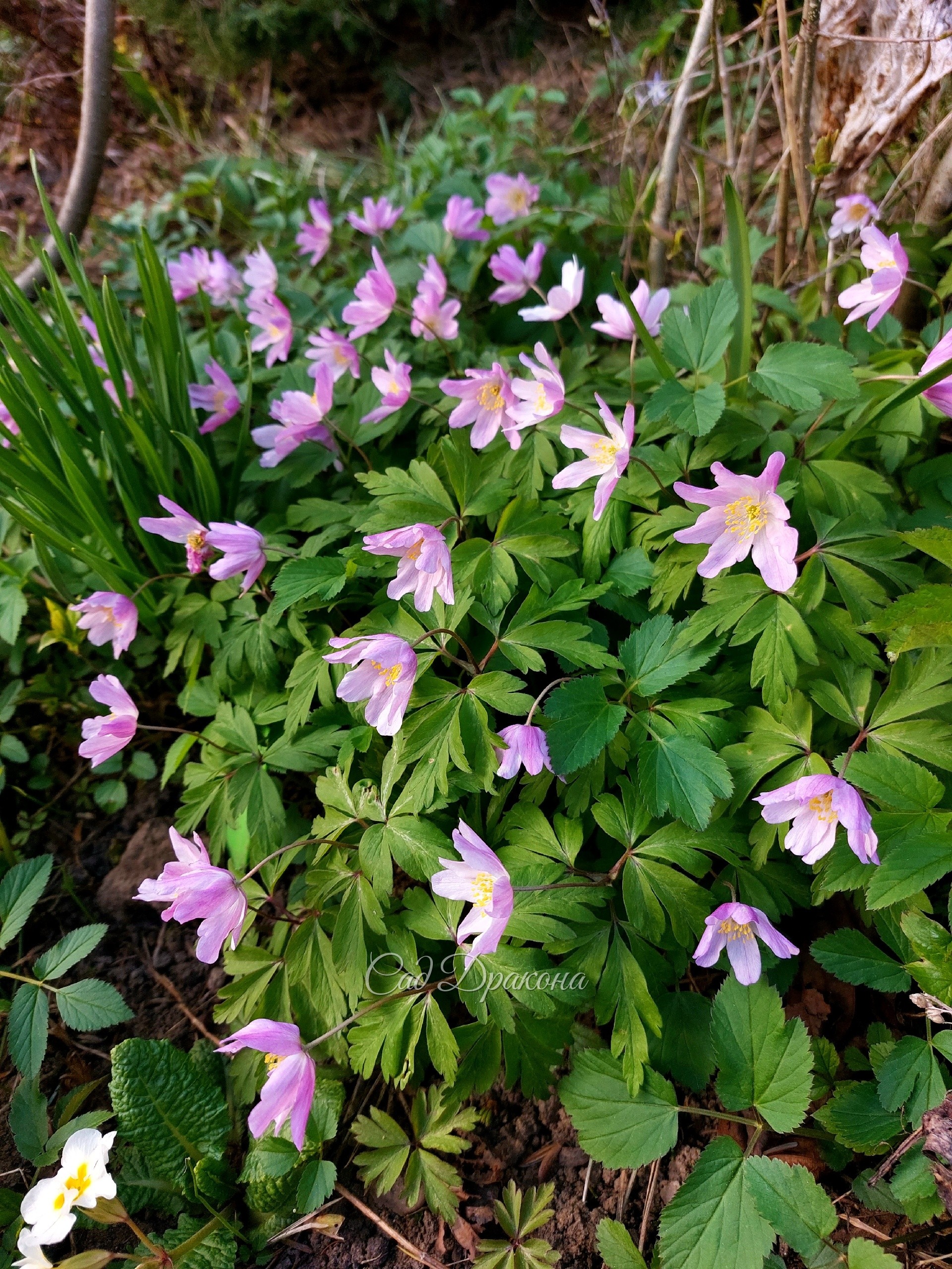 Anemone  Monja, склоняет головки, как монашка (Monja  - монахиня по-испански)