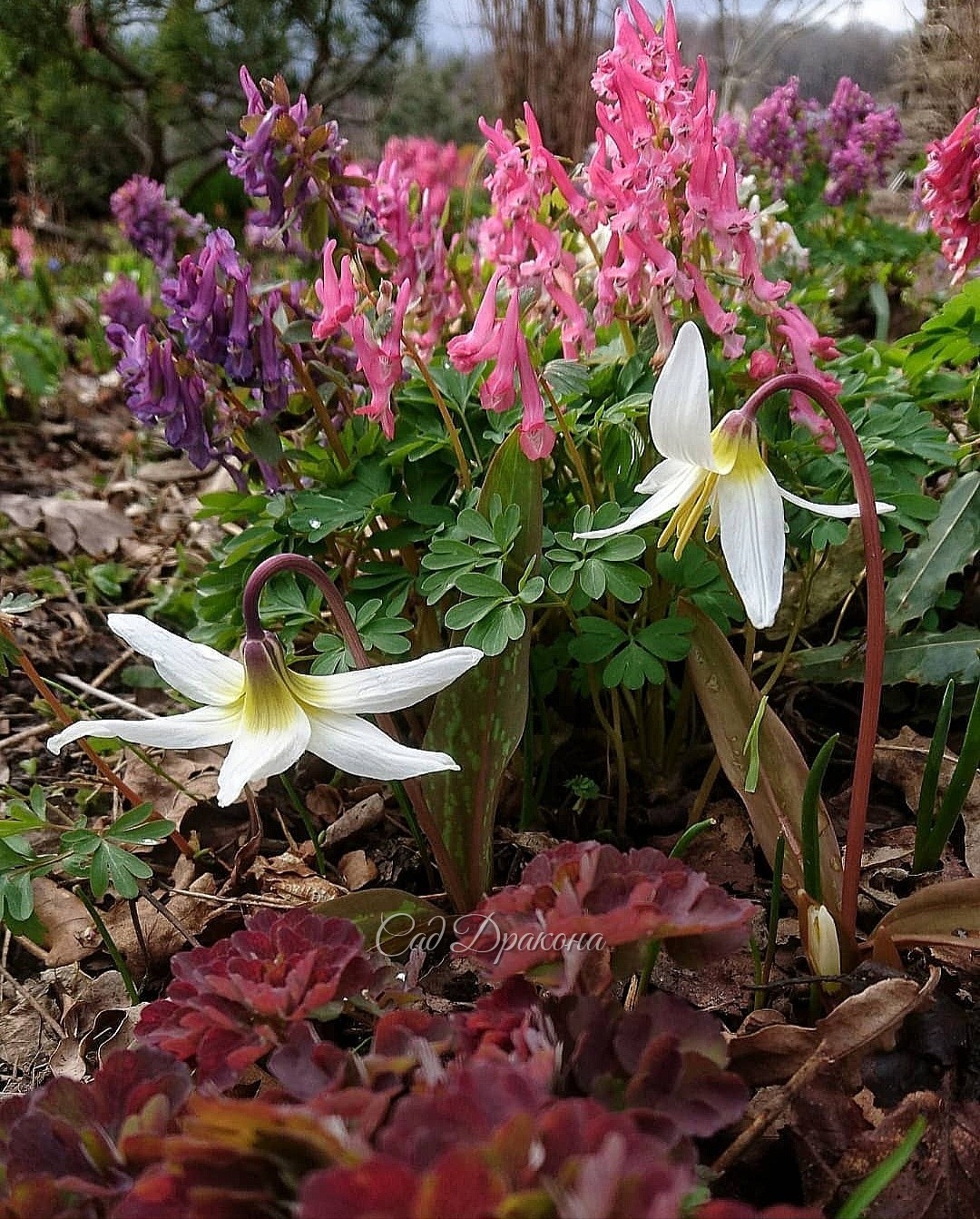 Кандык сибирский, алтайская разновидность. Erythronium sibiricum var. altaicum