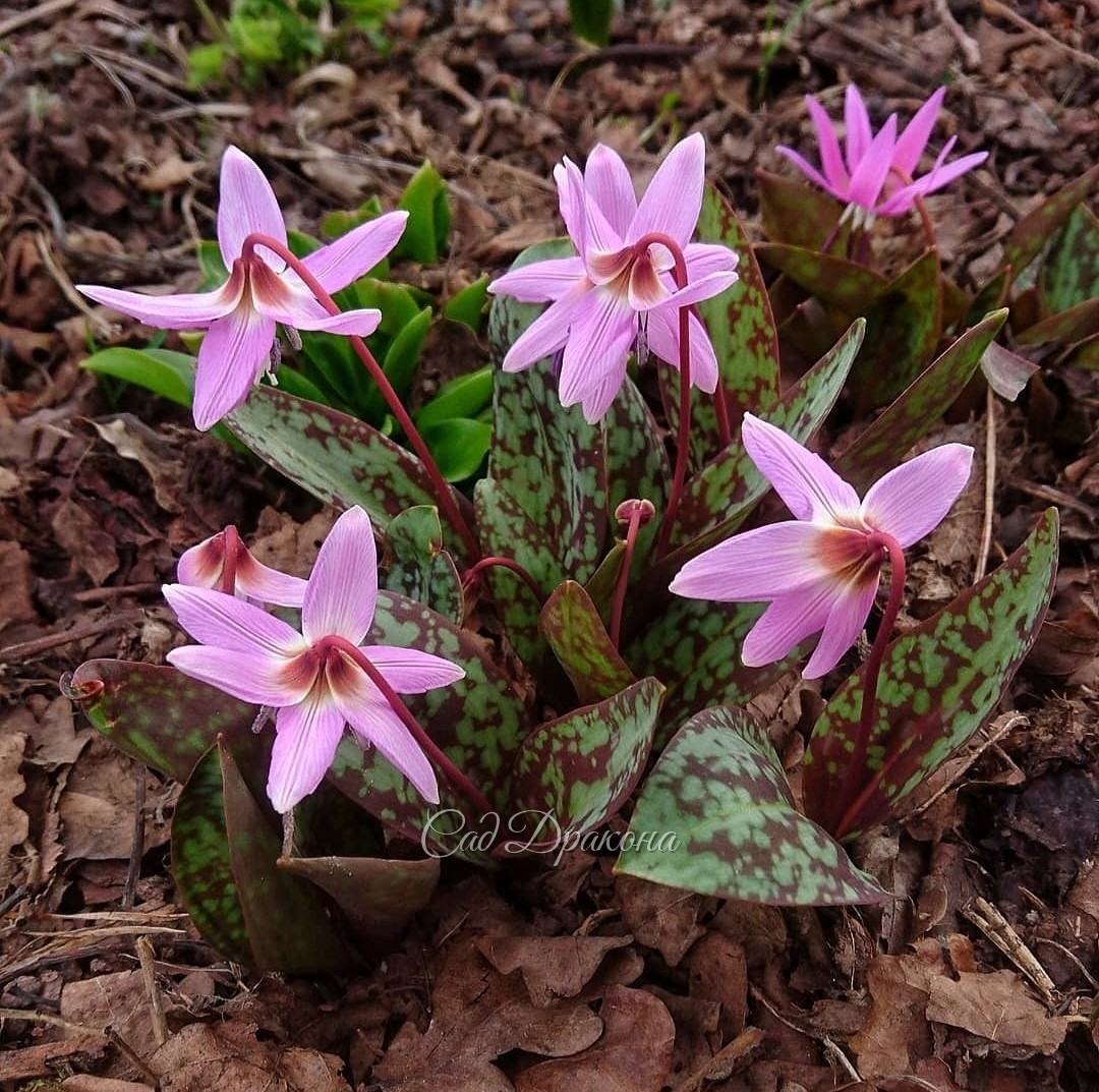 Кандык собачий зуб Kinfauns Pink. На дальнем плане  один цветочек Purple King.