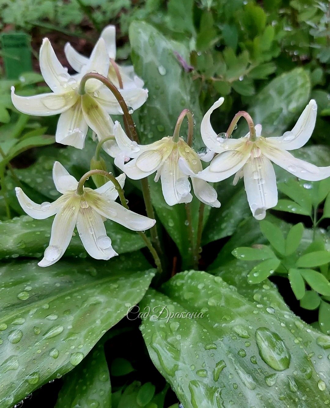 Кандык калифорнийский White Beauty