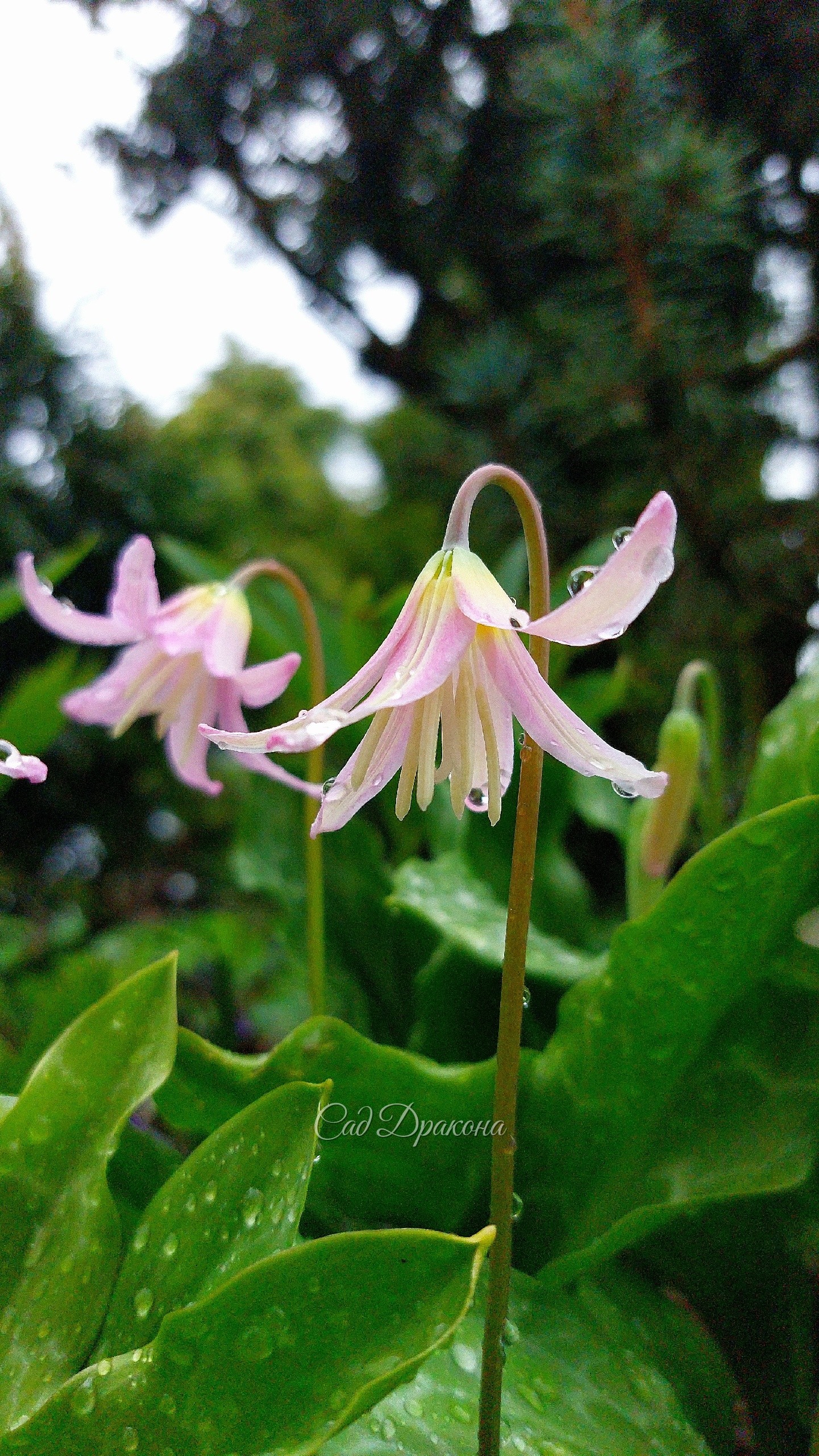 Erythronium Kinfauns Pink