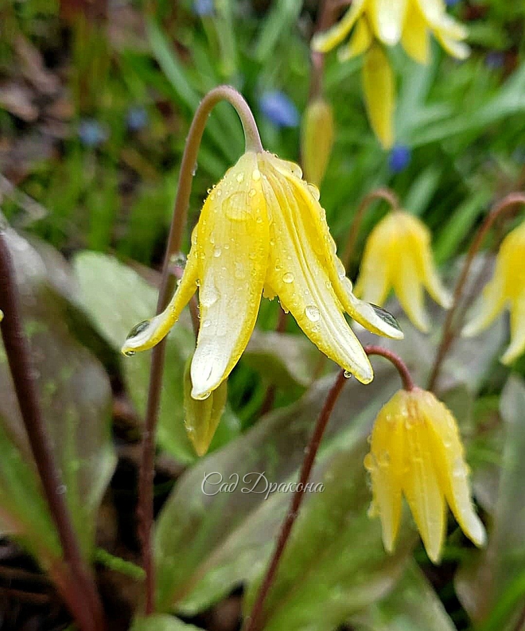 Erythronium Sundisk