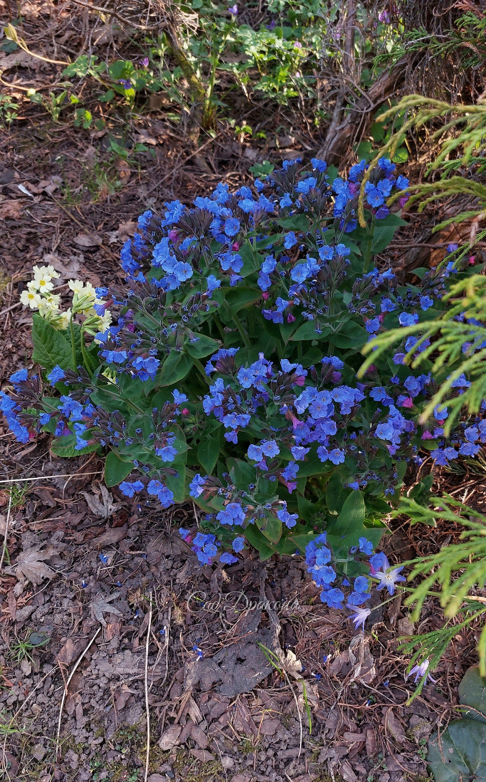 Медуница мягчайшая, Pulmonaria mollis