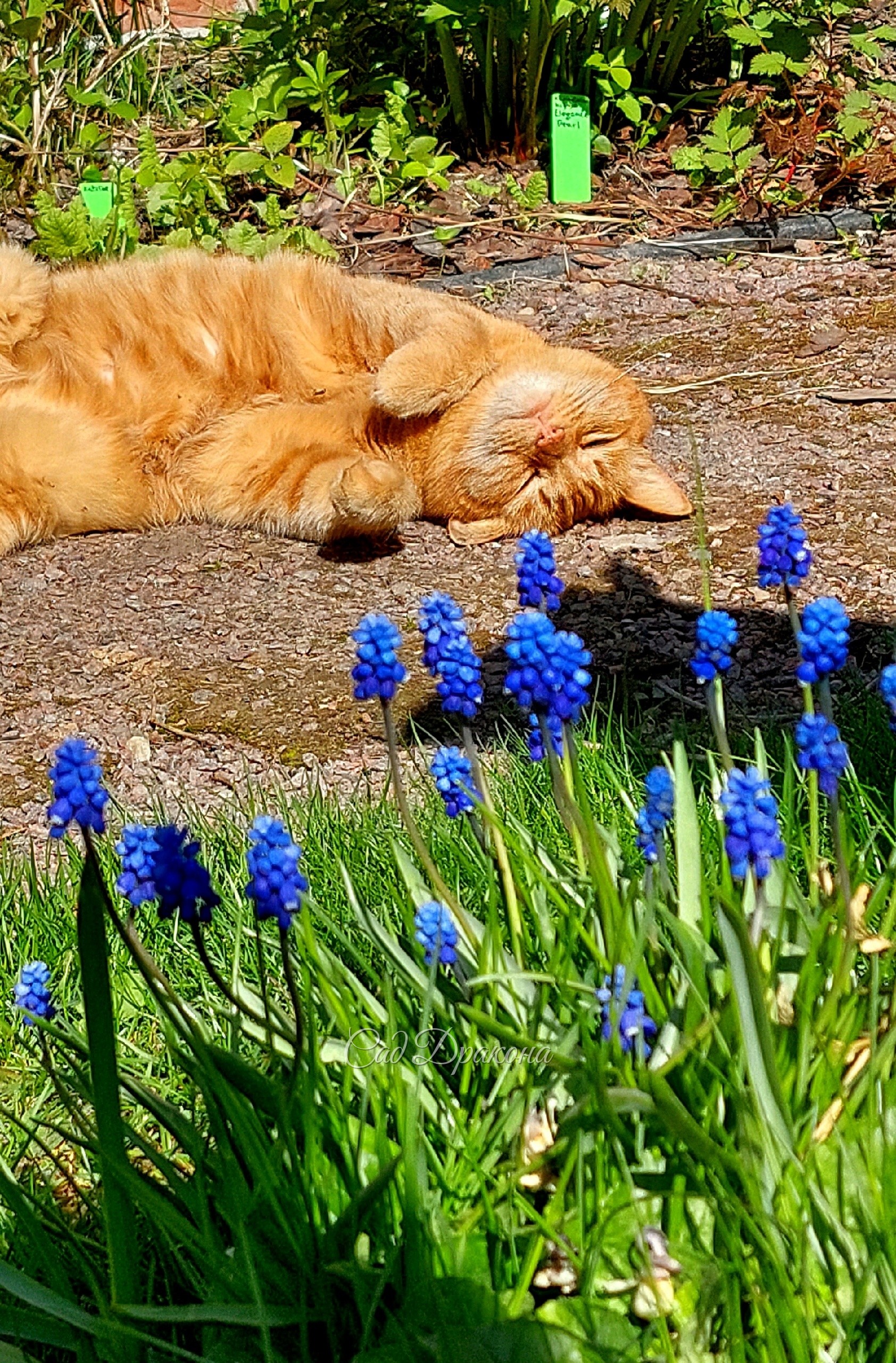 Персик и мускари 😸🪻🪻🪻