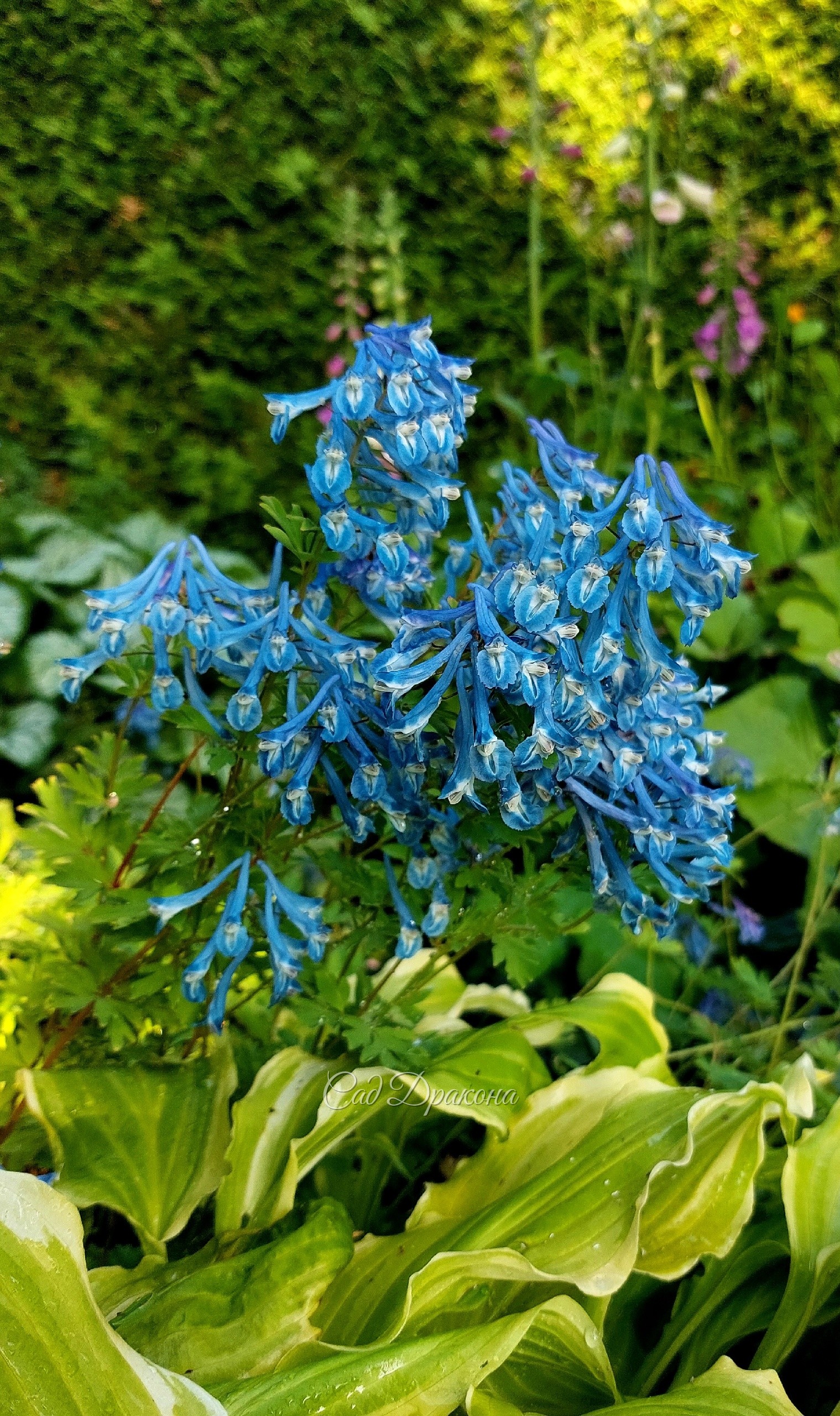 Хохлатка извилистая Creigton Blue