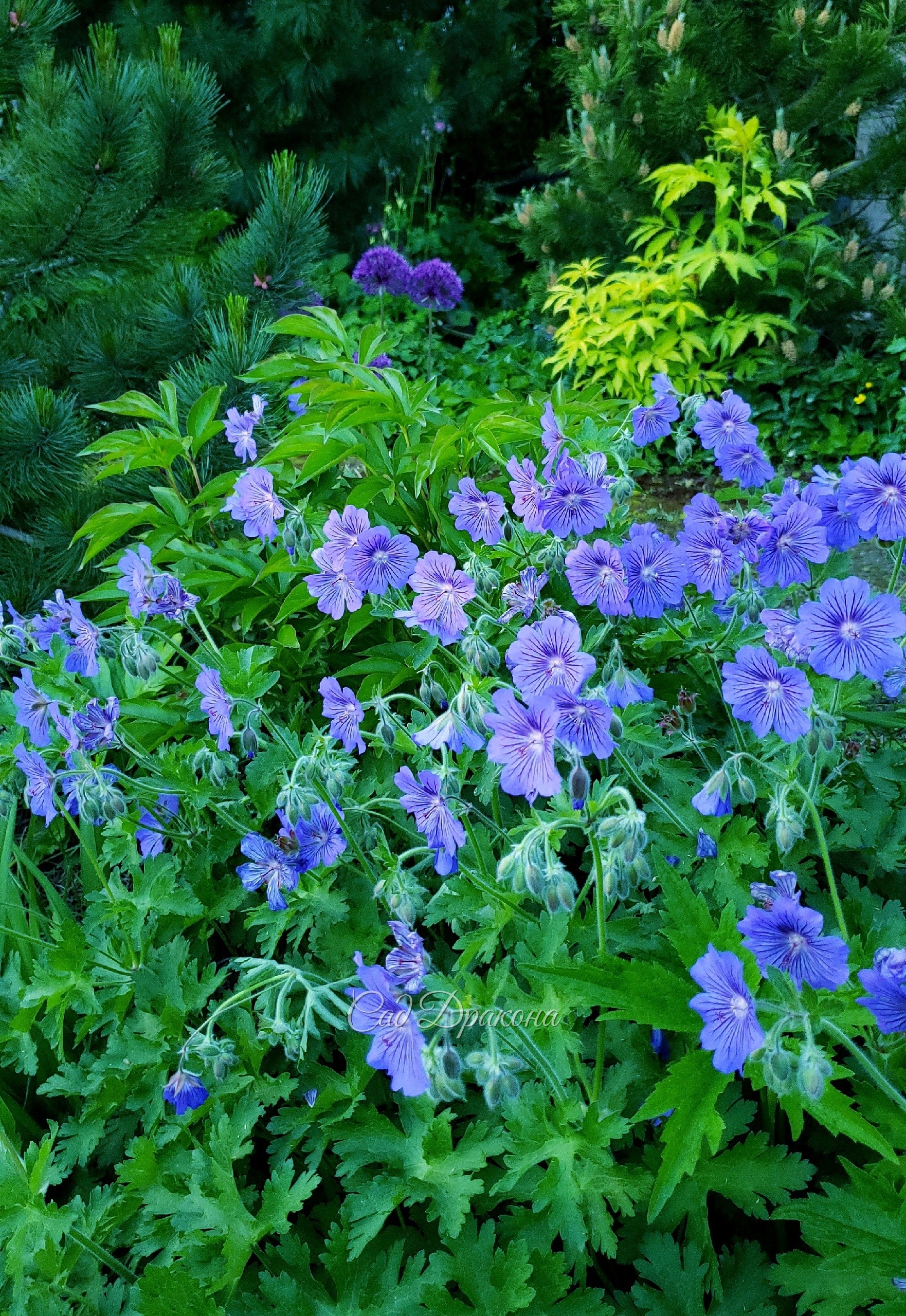 Герань Seboni Blue