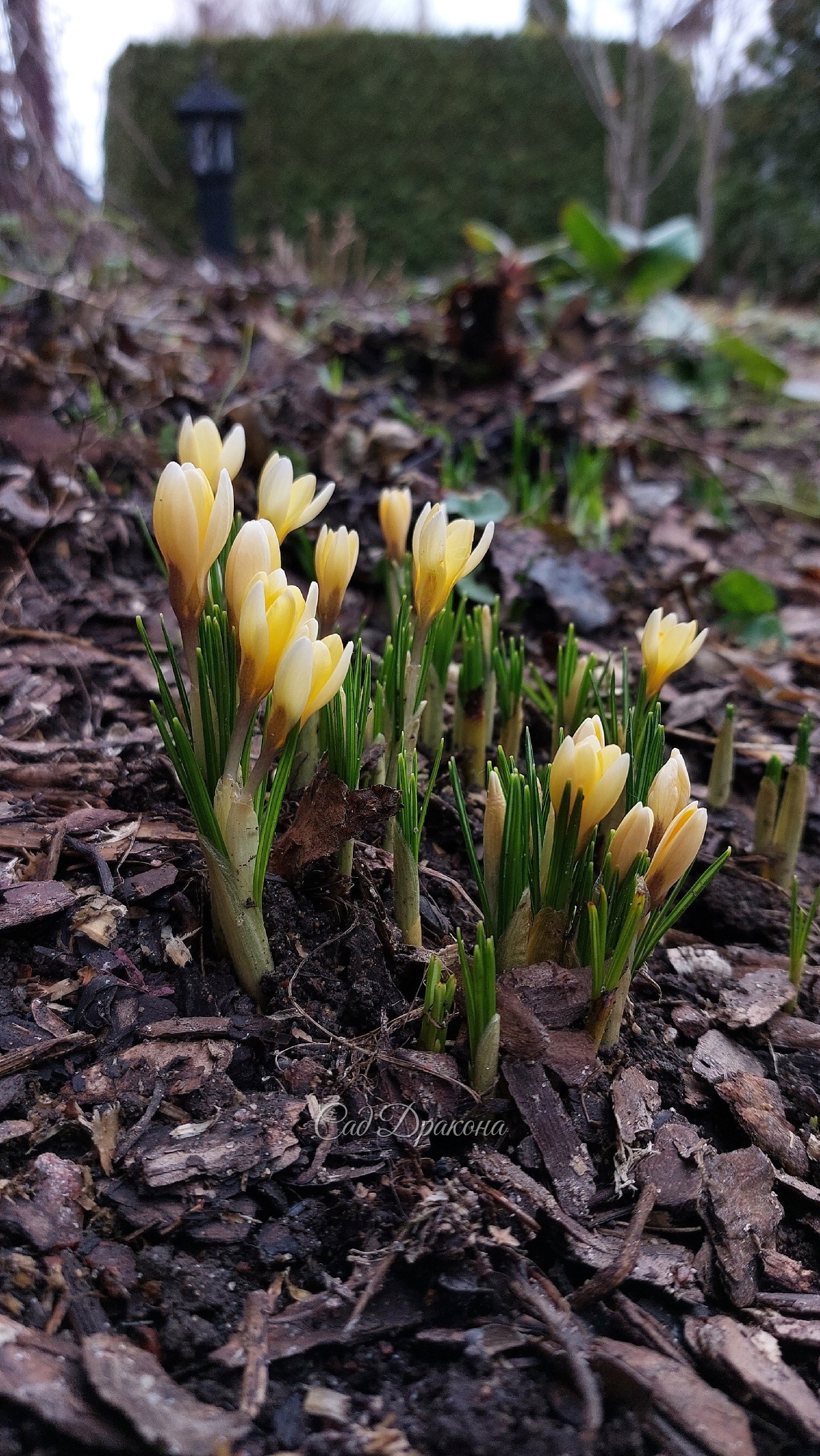 Crocus Cream Beauty